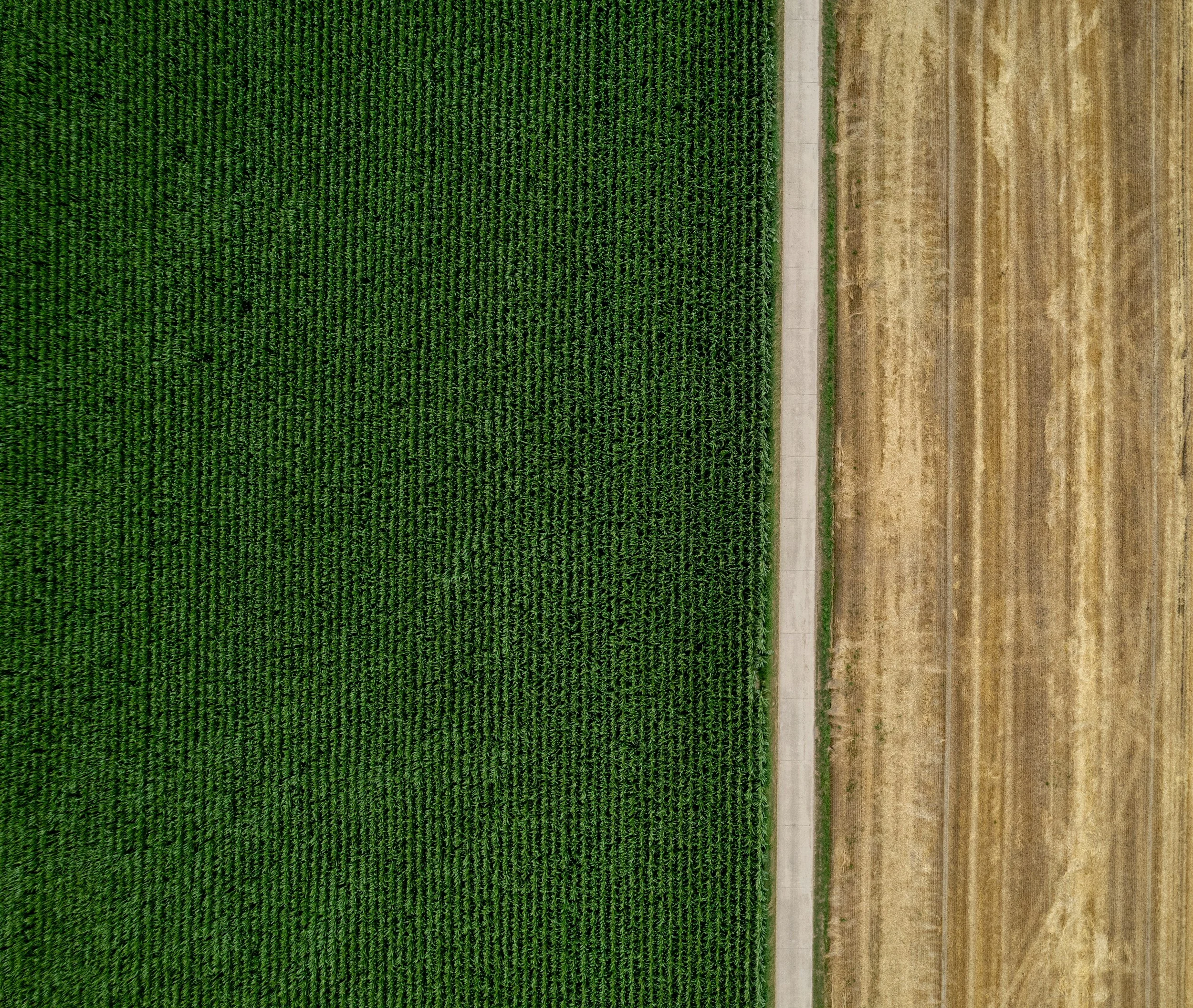 Aerial view of a green corn field next to a tan, plowed agricultural field separated by a narrow concrete path.