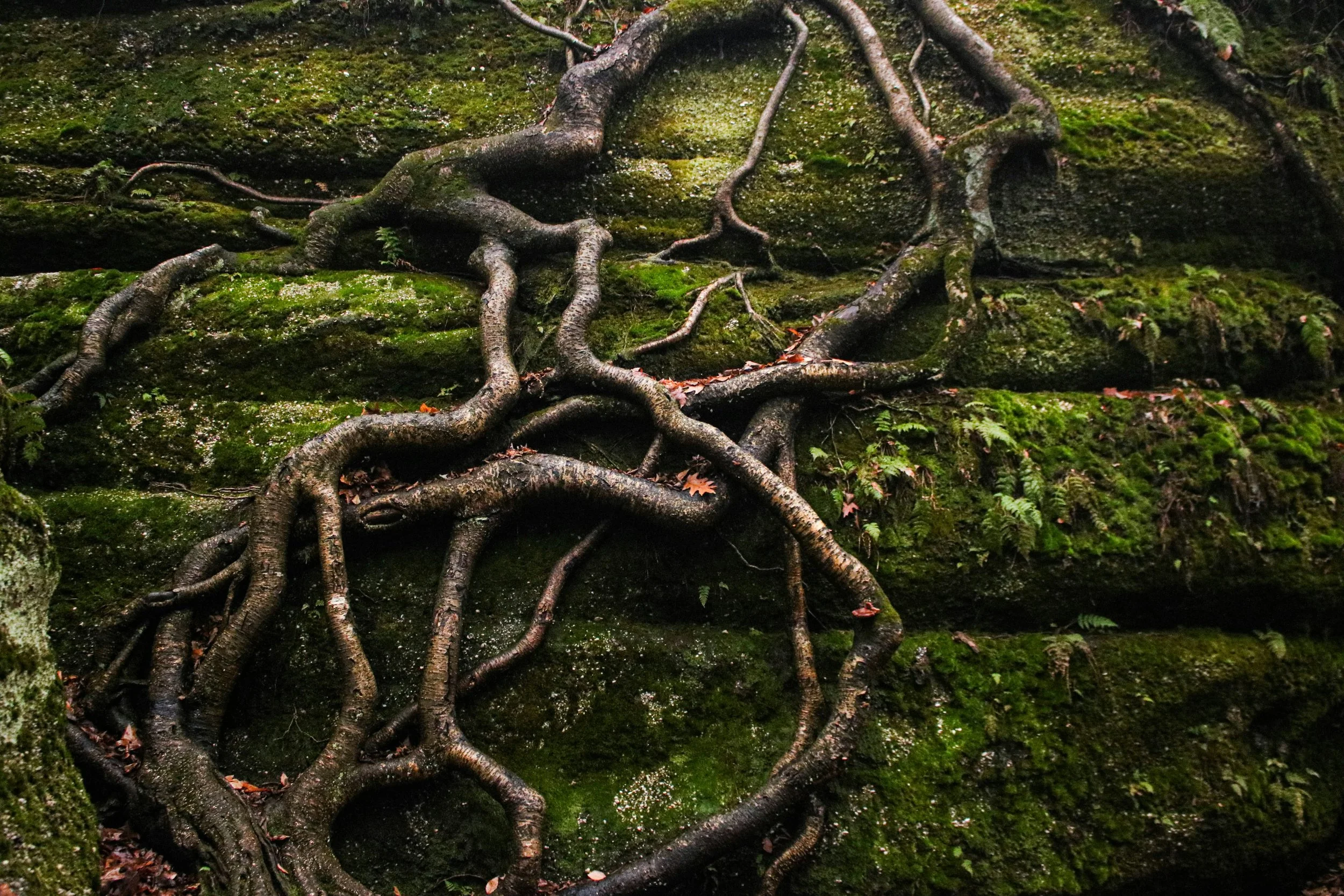 Close-up of moss-covered steps with intertwined tree roots growing over them in a forest.