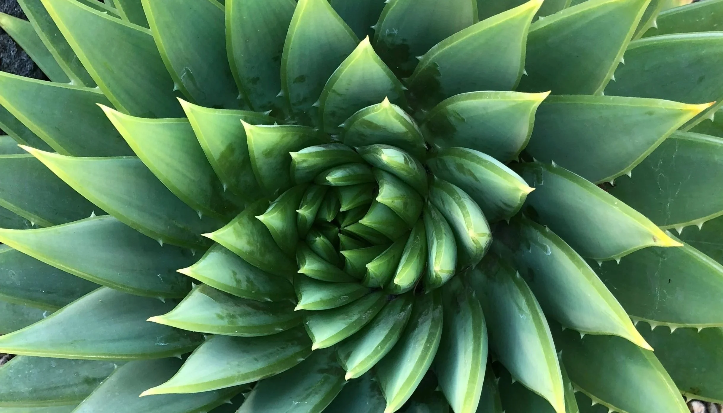 Close-up of an agave plant with green, pointed, spiny leaves arranged in a rosette pattern.