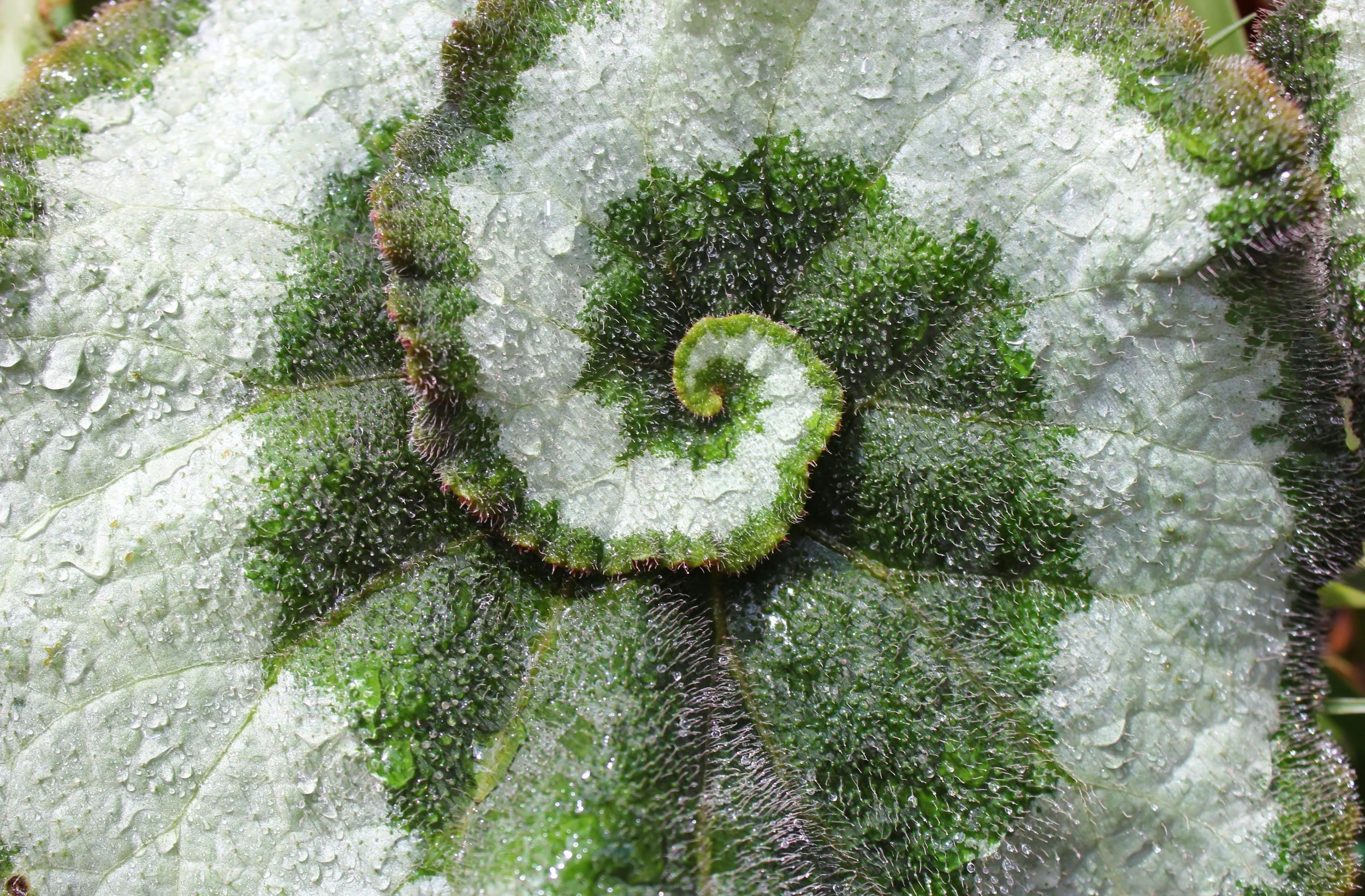 Close-up of a green fern frond unfurling, covered in water droplets.