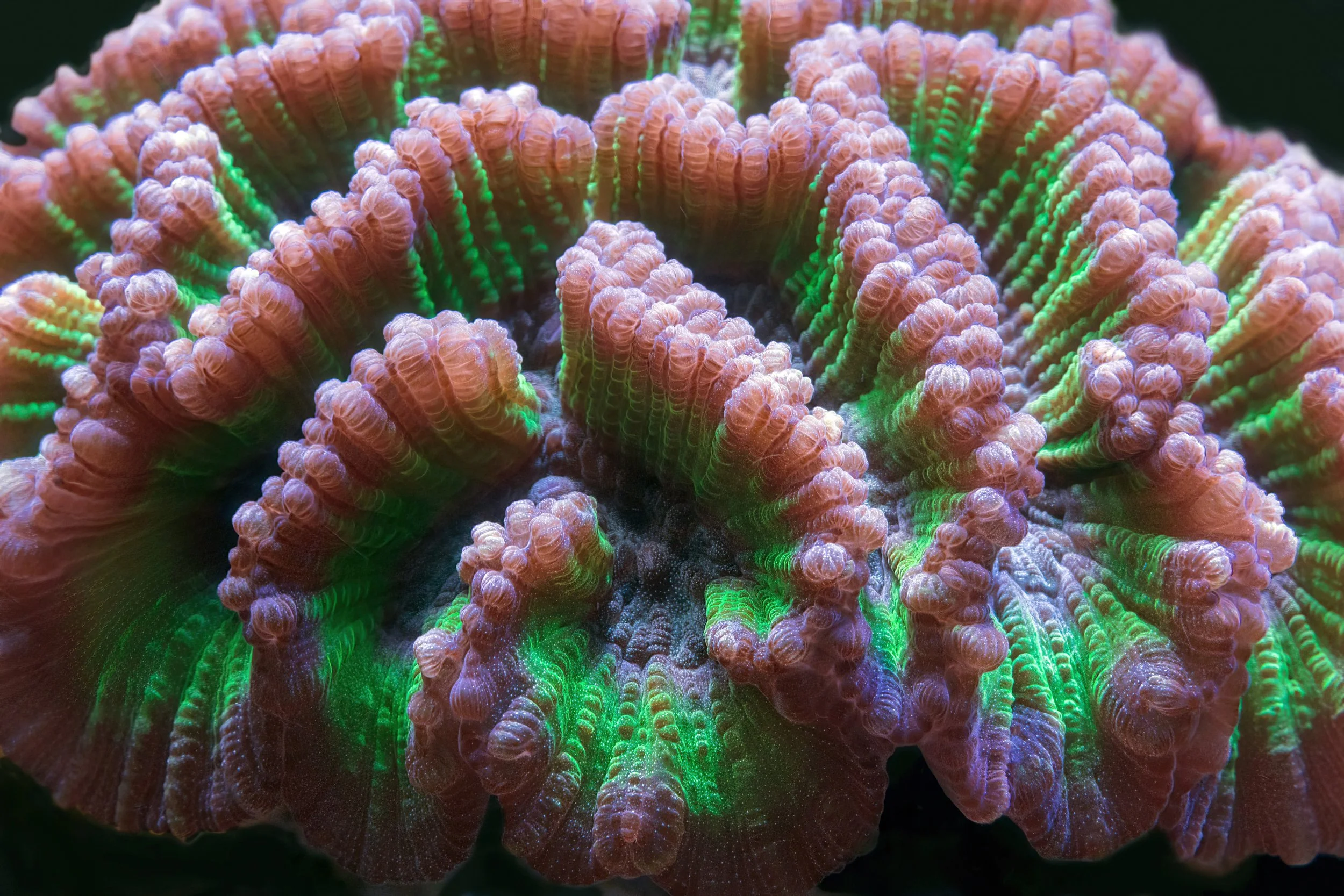Close-up of a colorful coral with bright green and purple hues, showing textured ridges and polyps under water.