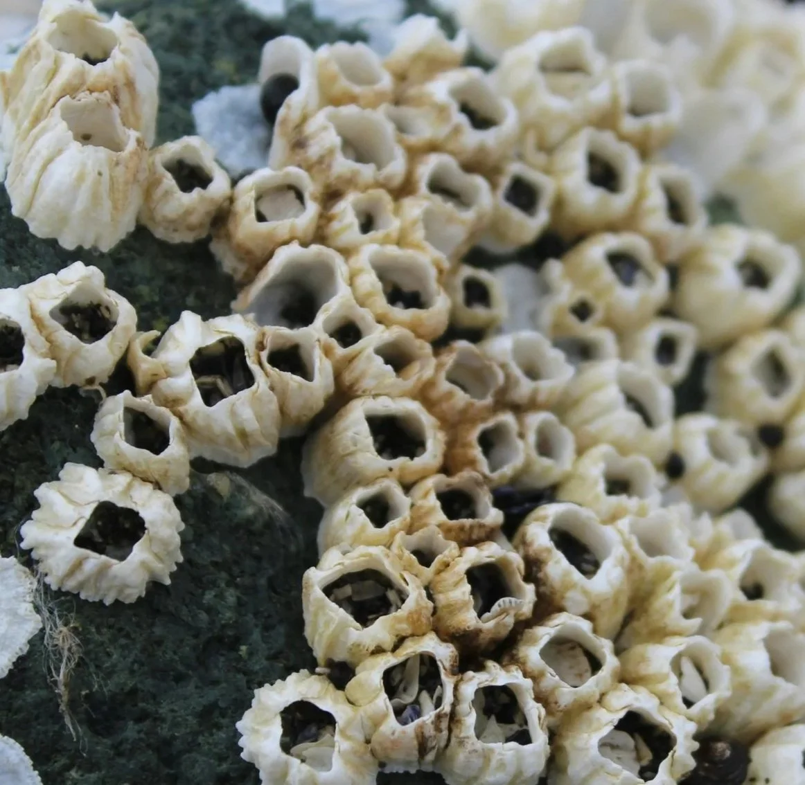 Close-up of sea sponges growing on a rock in the ocean.