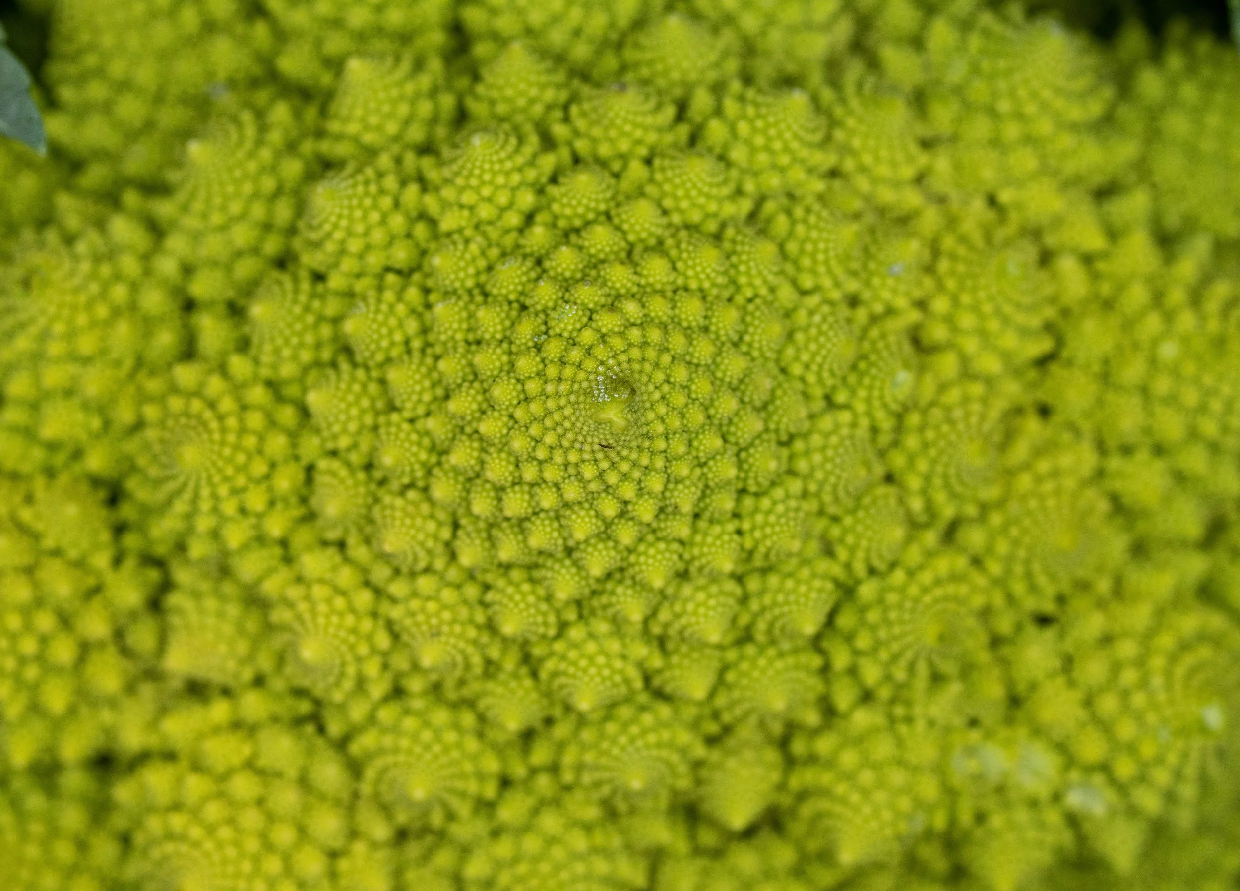 Close-up of a Romanesco broccoli, showing its fractal pattern of bright green conical florets.