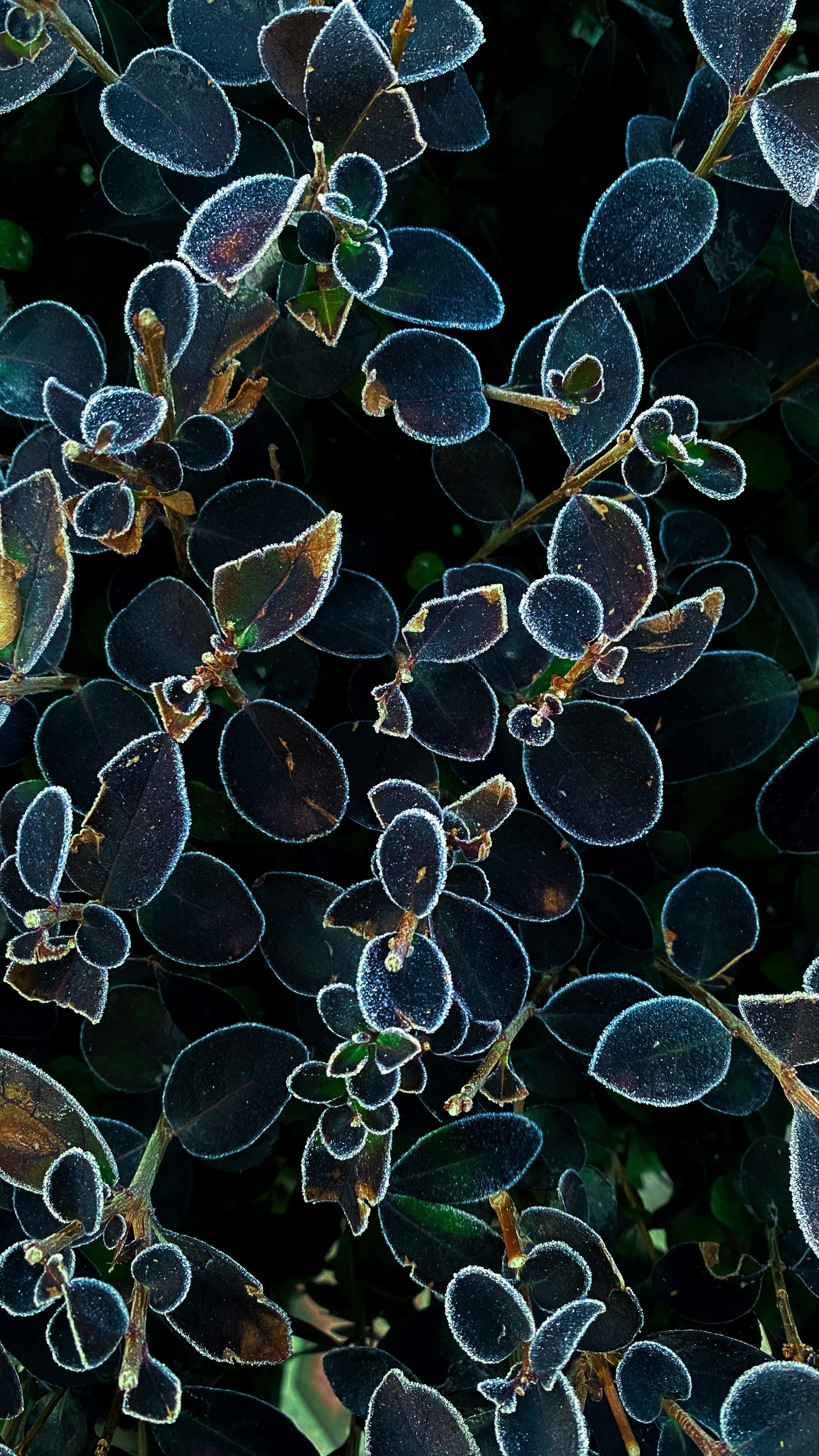 Close-up of dark green leaves with a bluish-purple tint and a white frost coating.
