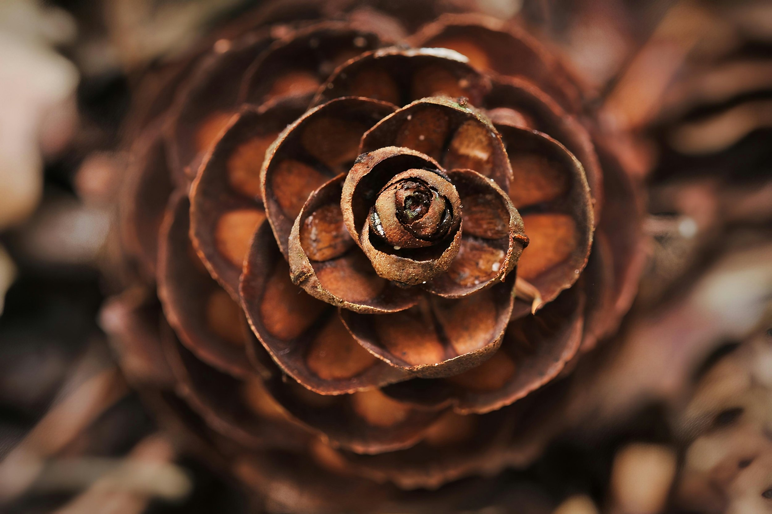 Close-up of a brown pine cone showing its spiral-scaled pattern.