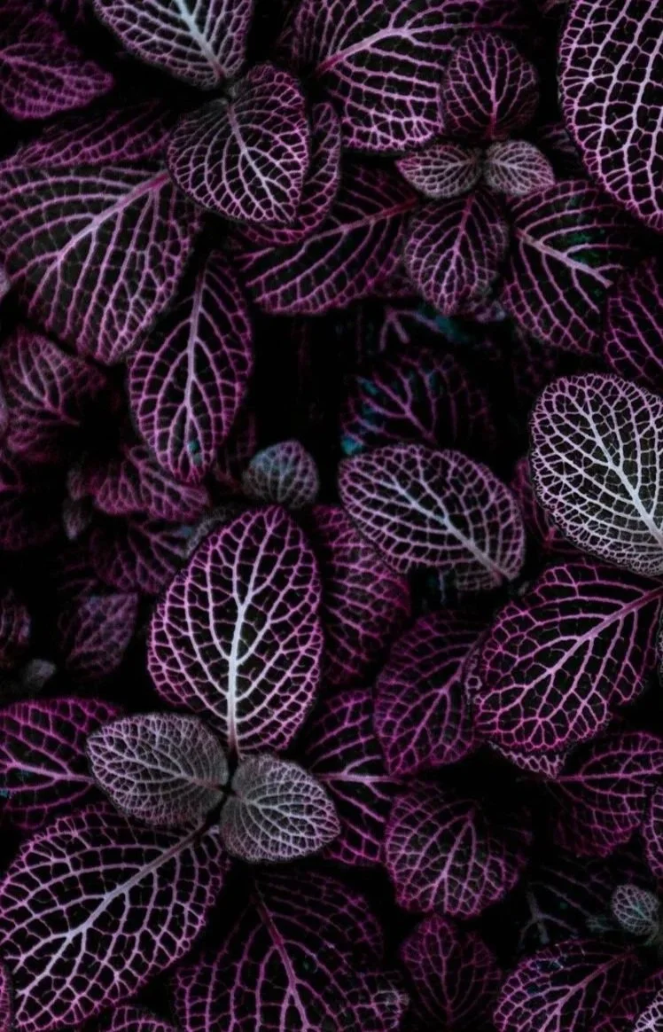 Movement Educator in Portland