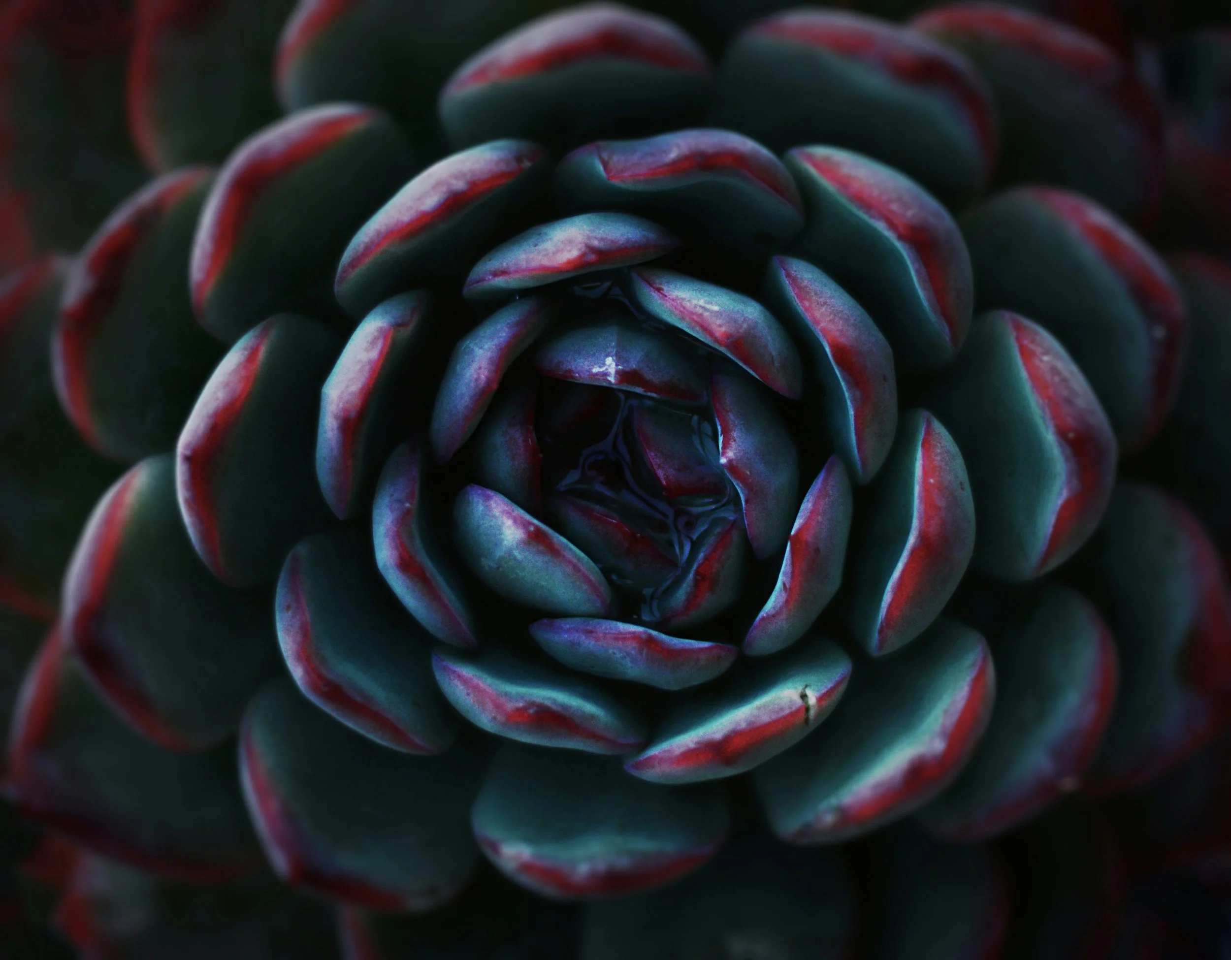 Close-up view of a dark green succulent plant with reddish edges and glossy leaves.