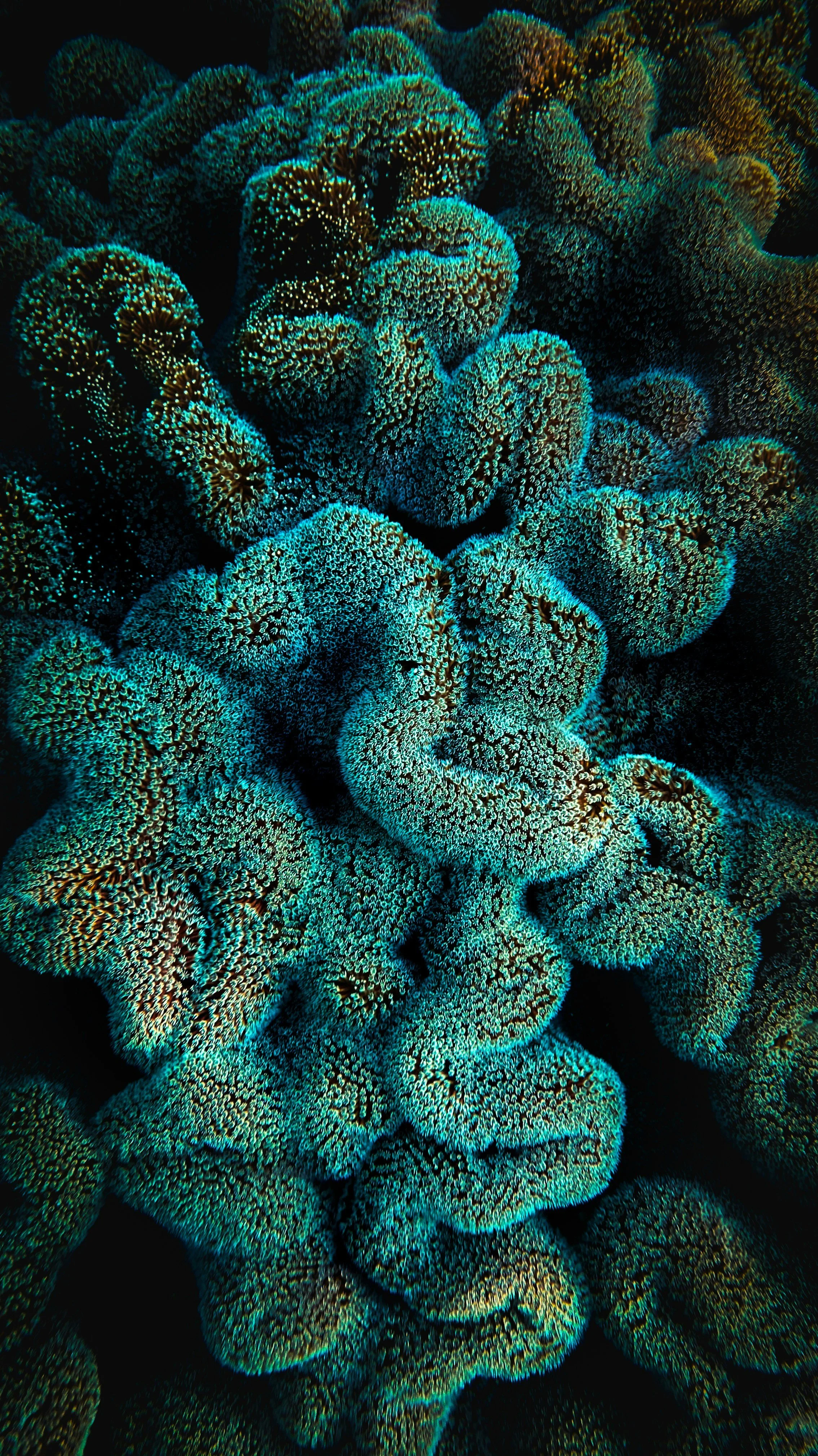 Close-up of vibrant blue-green coral with textured surfaces, showcasing intricate patterns and the flow of movement education underwater.