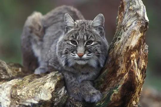 Bobcat Population Ecology