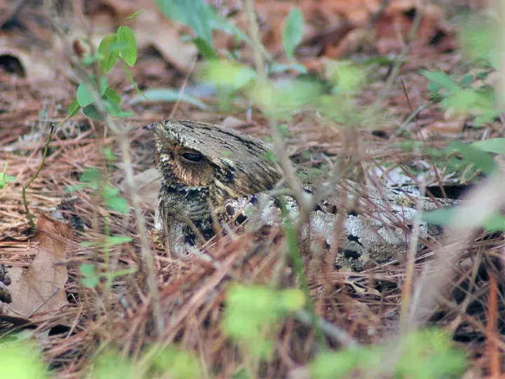 Nightjar Abundance and Distribution