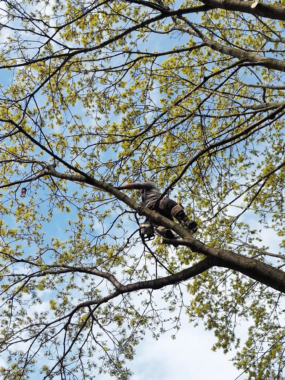 A person climbing a tree with a chainsaw, surrounded by green leaves and a blue sky.