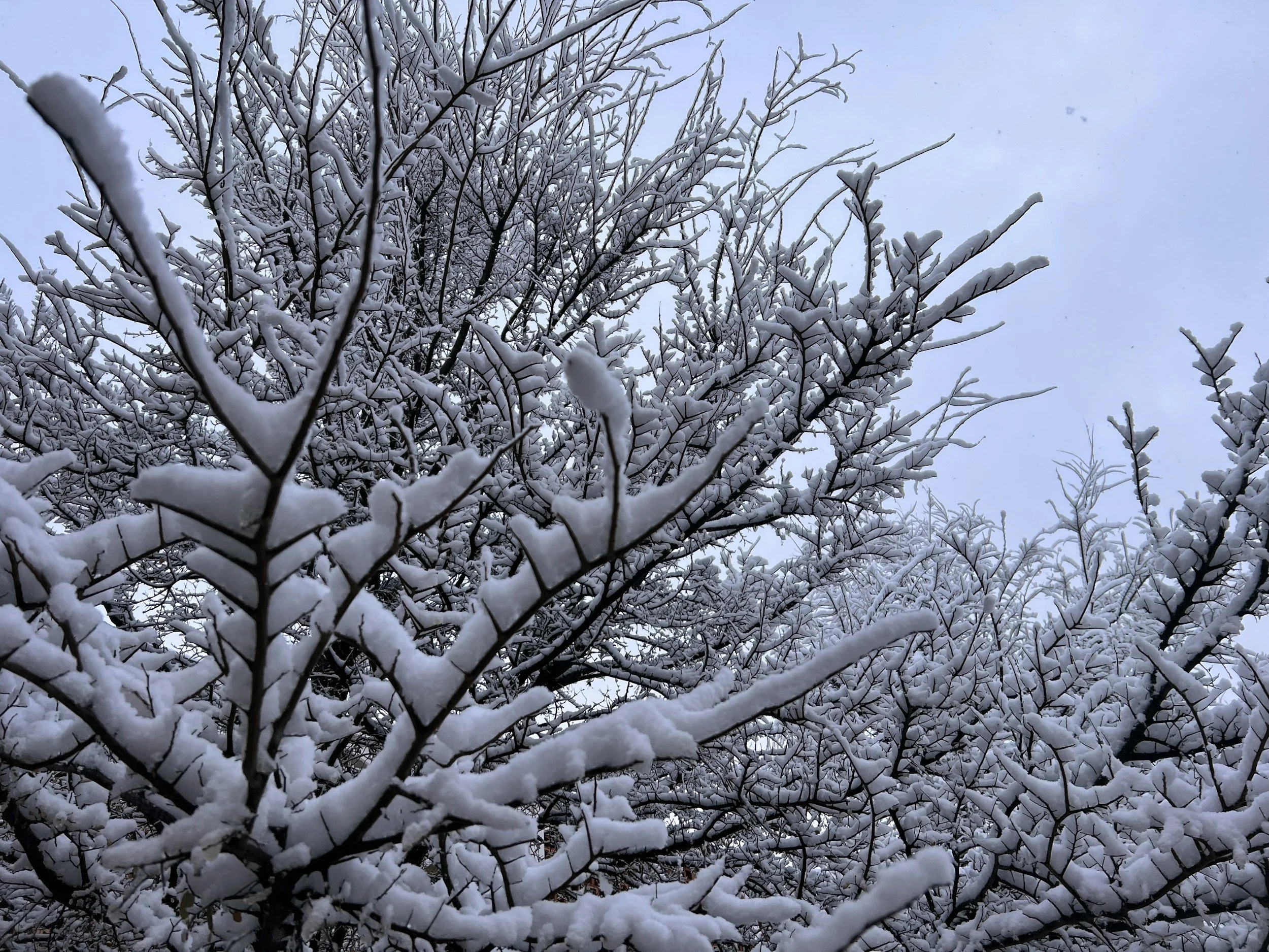 Why Winter Is One of the Best Times to Prune Your Trees