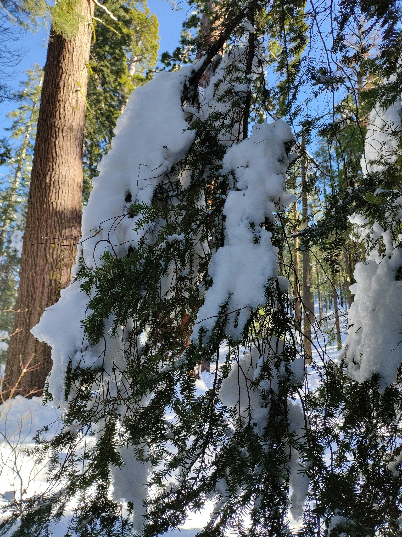 How Snow and Ice Damage Trees in Western New York (And What Homeowners Should Watch For)