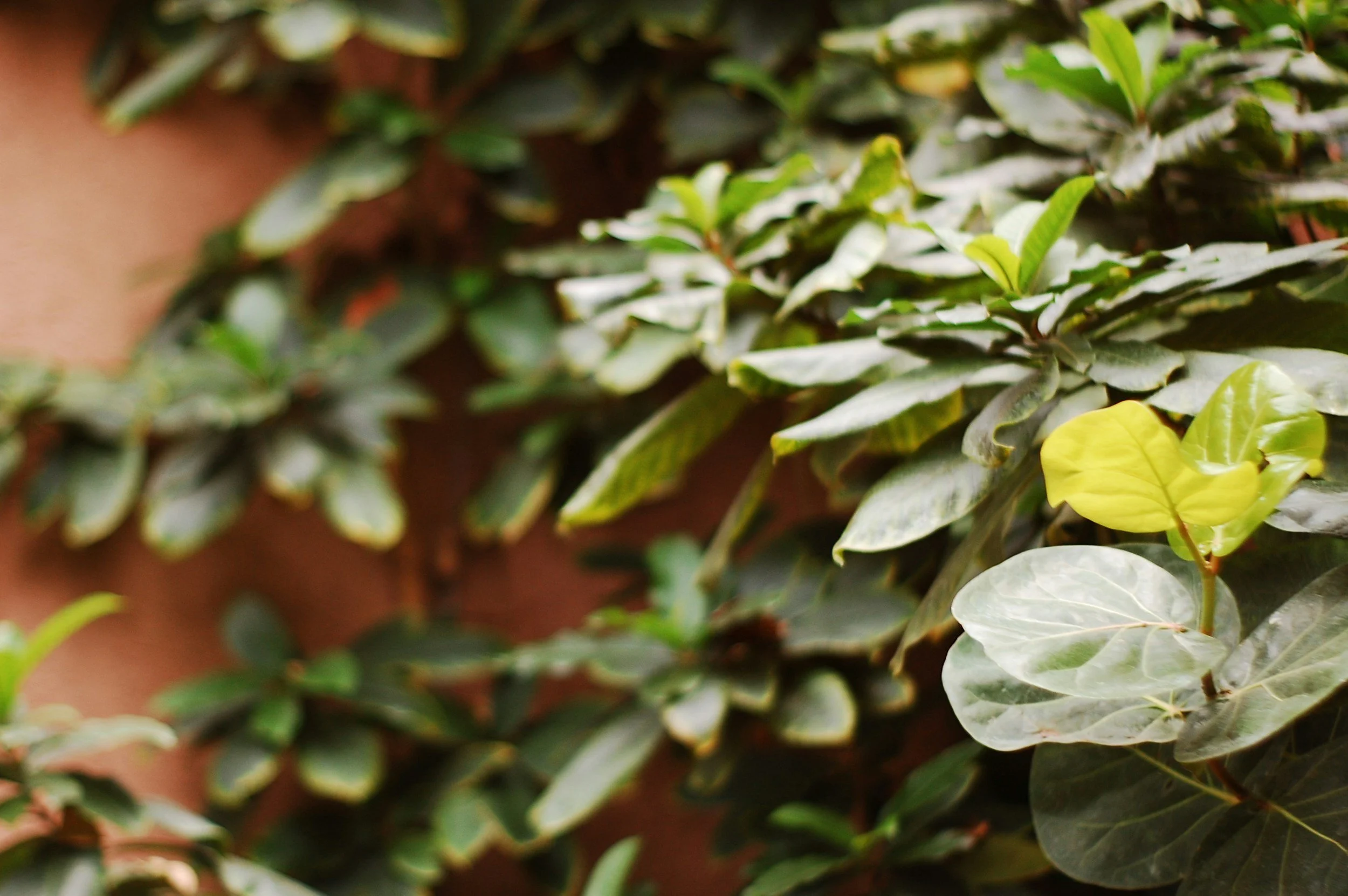 Why Plant Health Care Treatments AreRunning Later This Year
