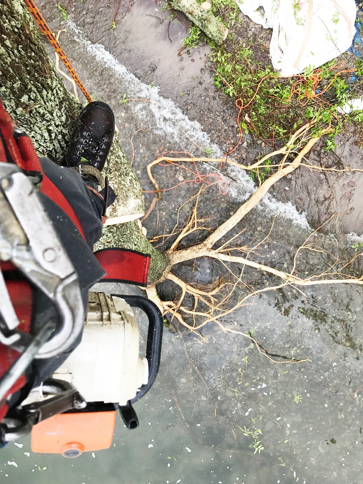 High Falls Tree Service | Erik Matzky Above Lake Ontario Trimming a Tree