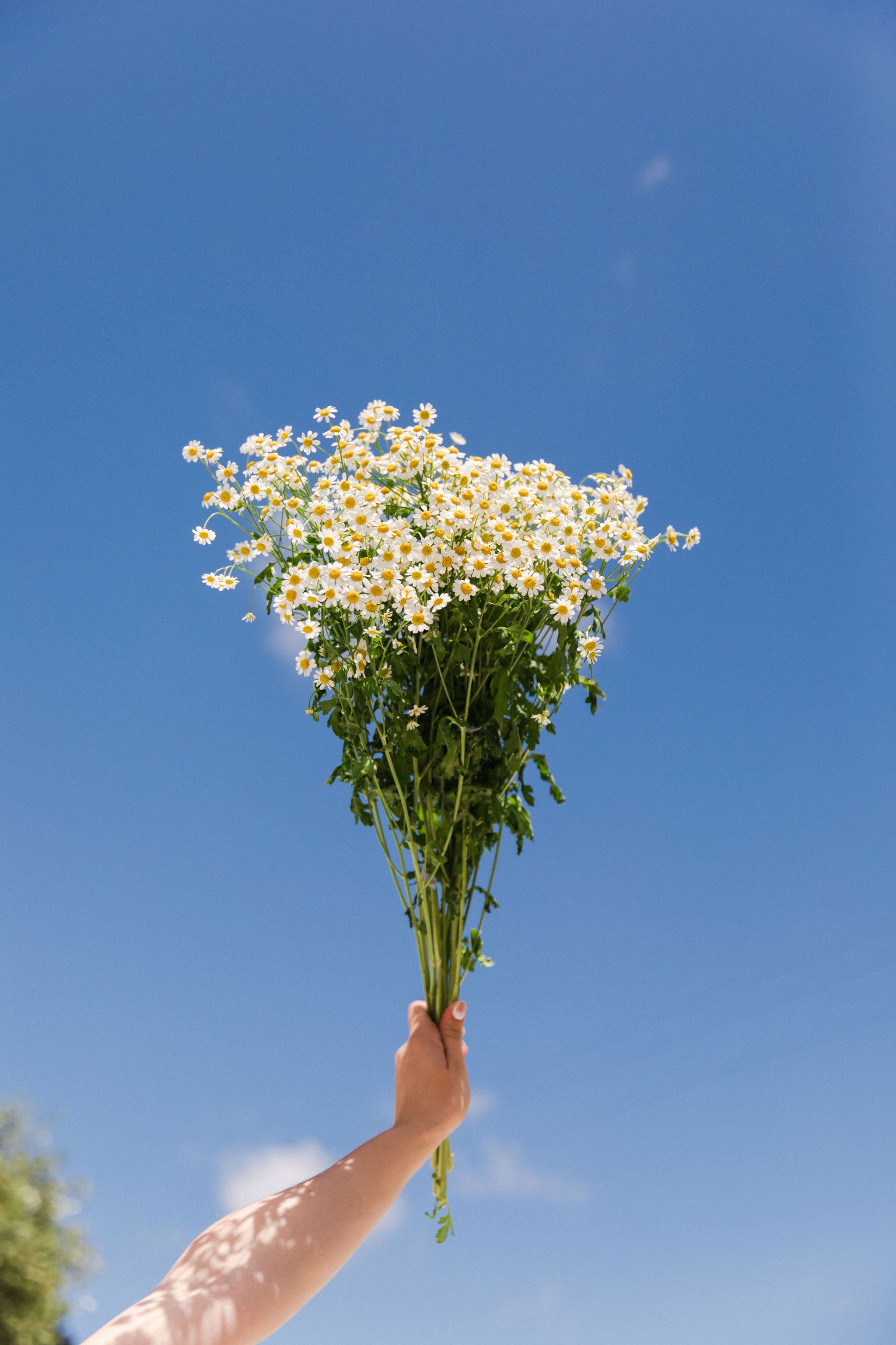 A person holding a large bouquet of white daisies with yellow centers against a clear blue sky.
