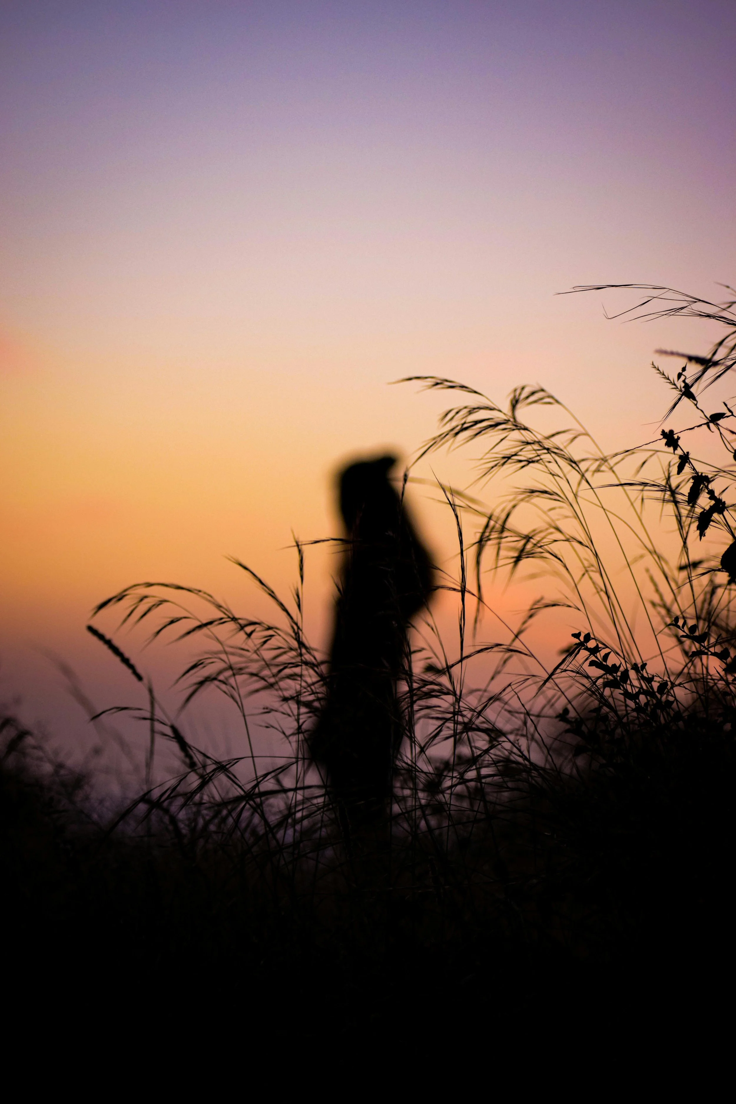 Silhouette of plants against a colorful sunset sky with purple, orange, and pink hues.