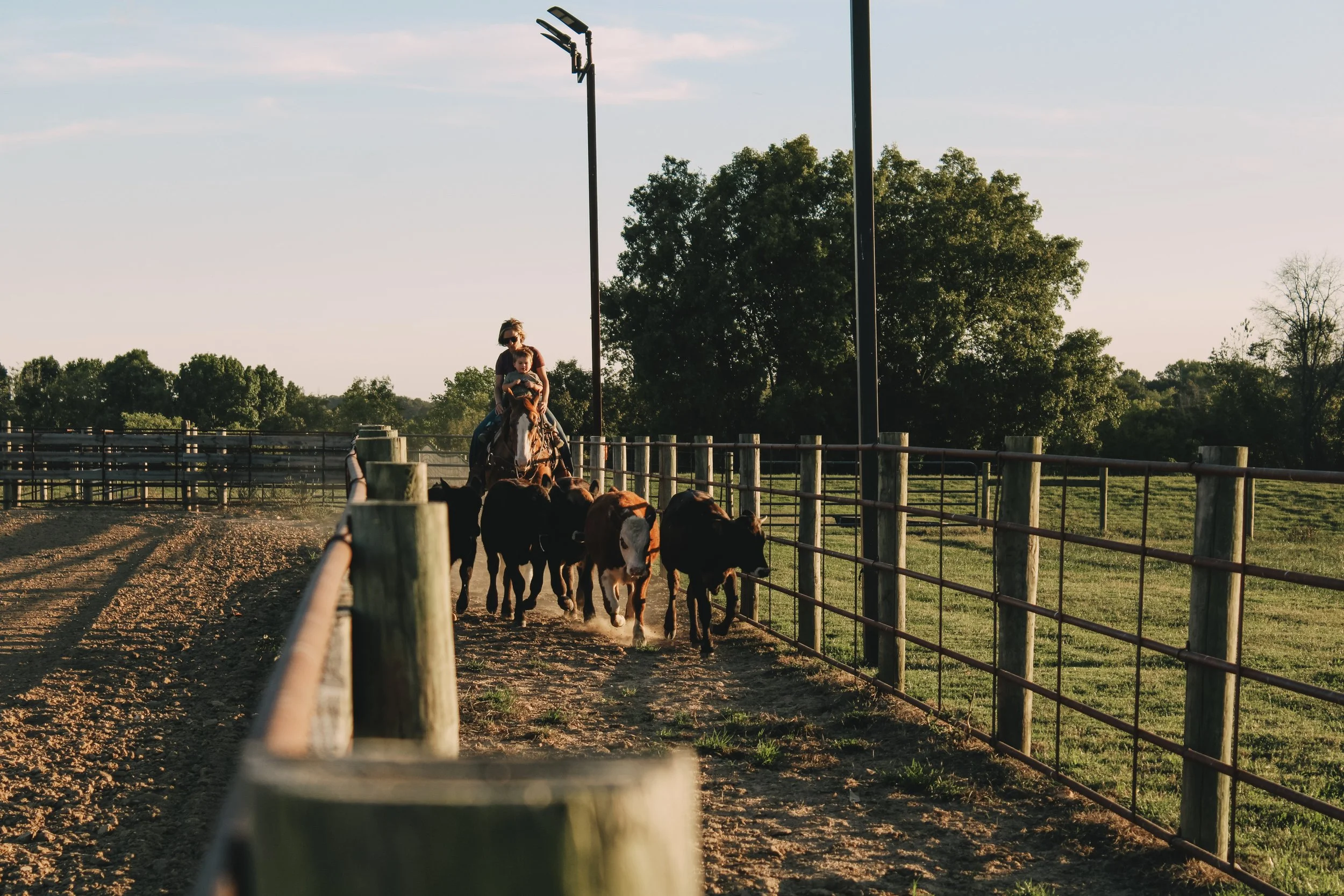 A person riding a horse alongside a group of calves in an open, fenced pasture during sunset.