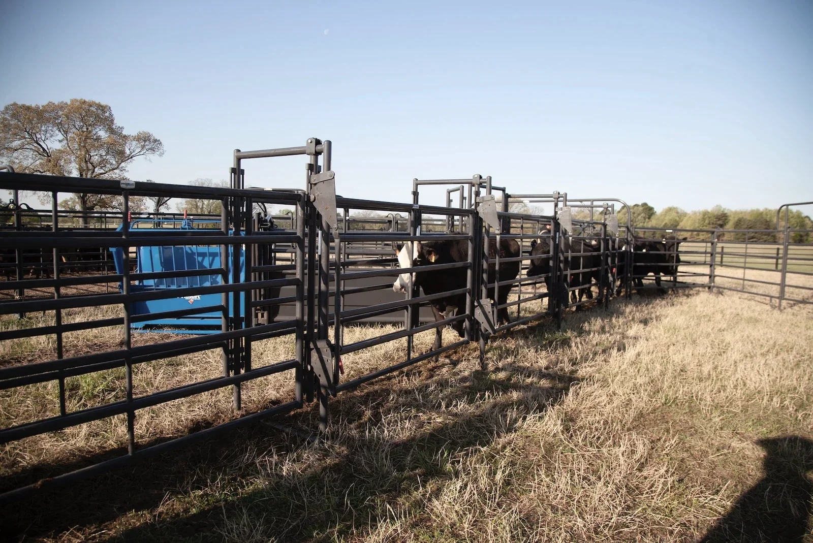 Cattle behind metal fence in a pasture on a farm