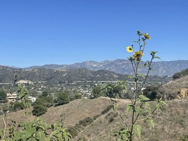 Yellow wildflowers growing on a hillside with mountains and a clear blue sky in the background.
