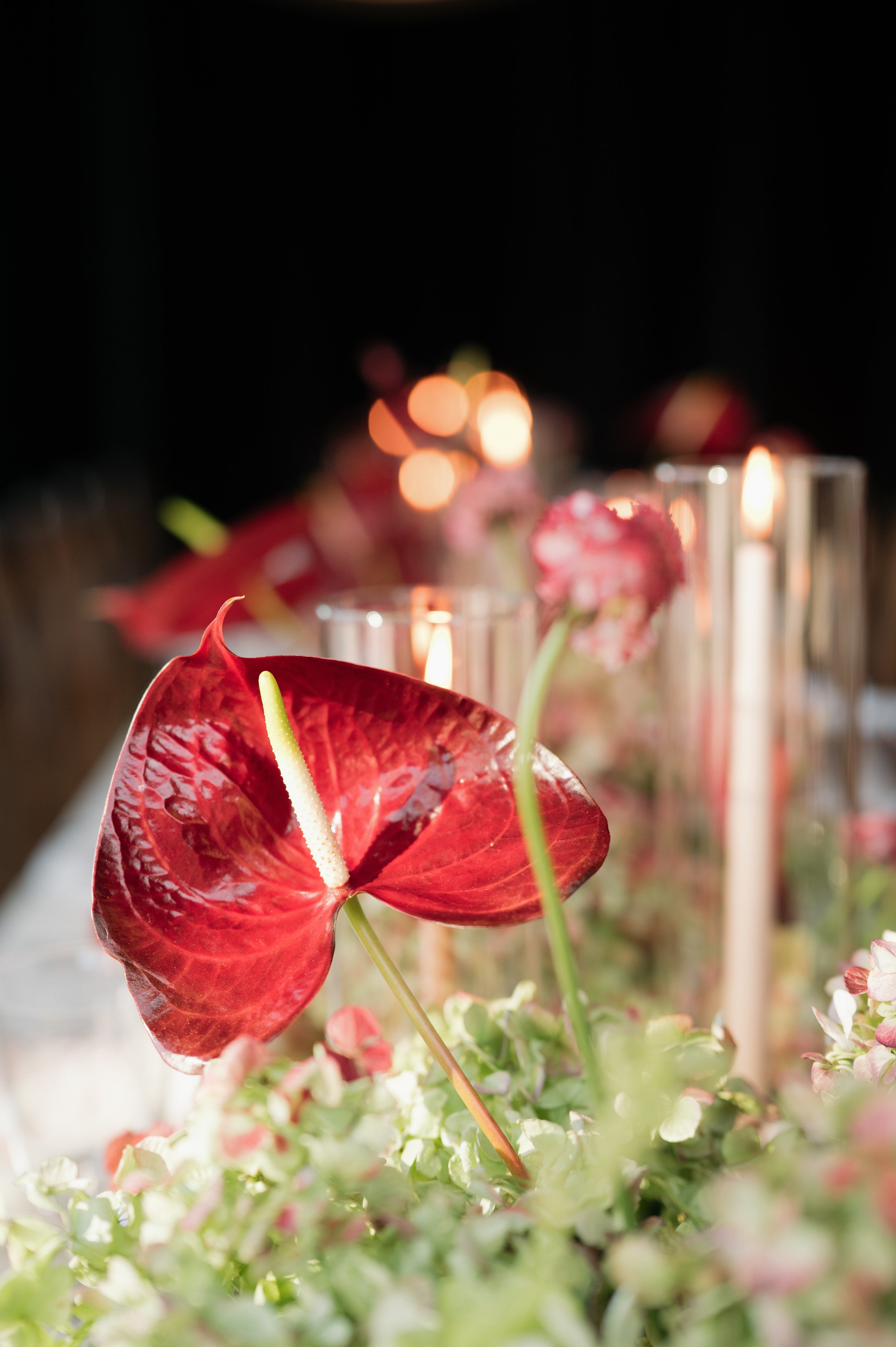 Close-up of red anthurium flowers with white spadix on a decorated table with candles and pink flowers, blurred background with warm lights