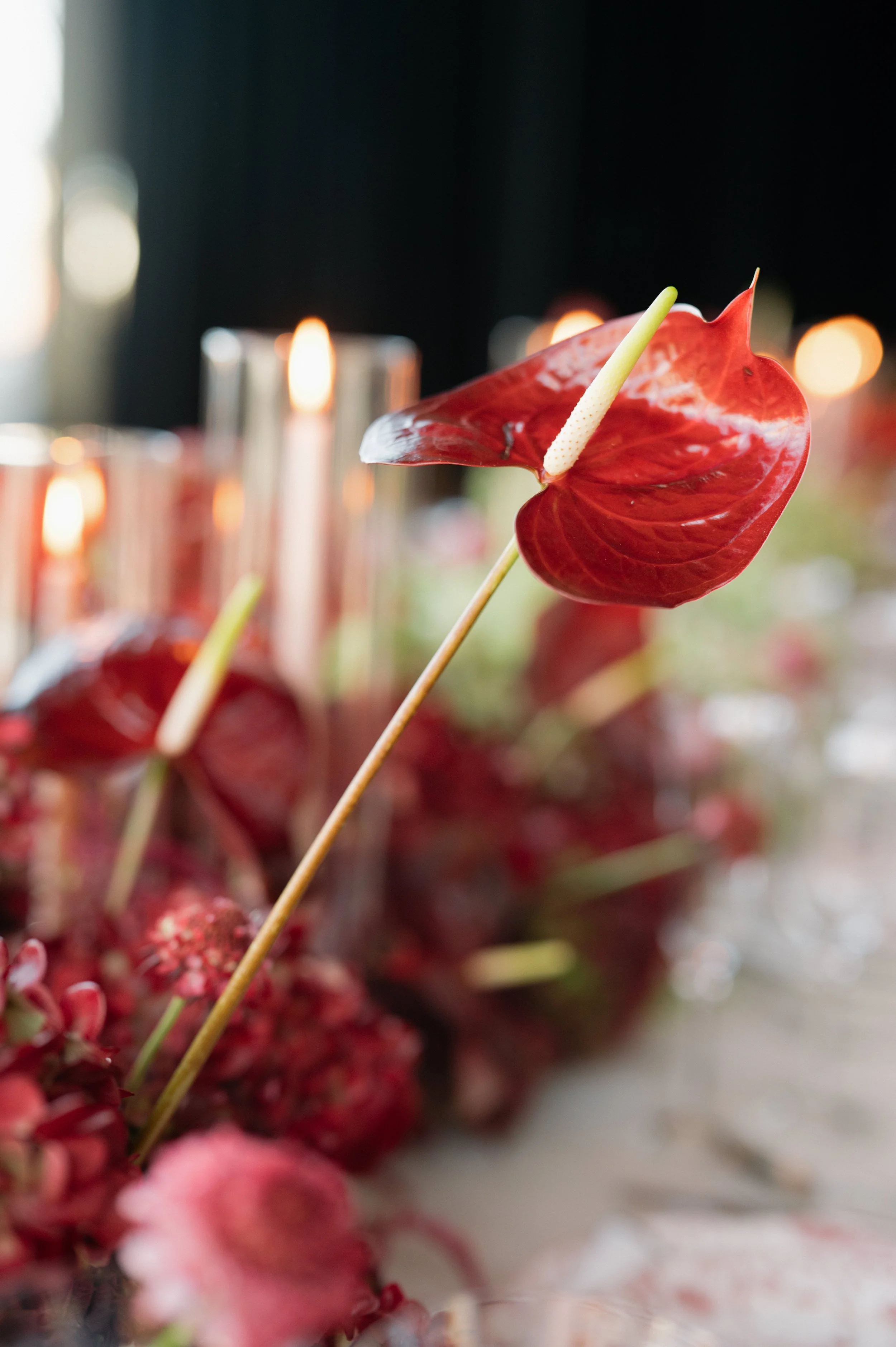 Close-up of a red anthurium flower with candles in the blurred background.