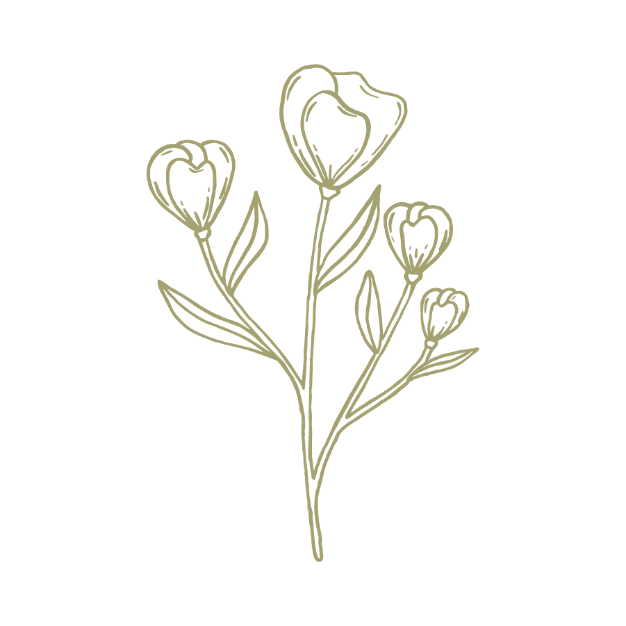 Line drawing of a flowering plant with multiple buds and leaves.
