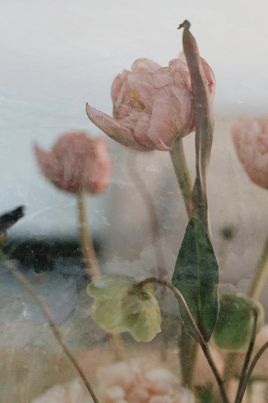 Close-up of pink tulips behind frost-covered glass.