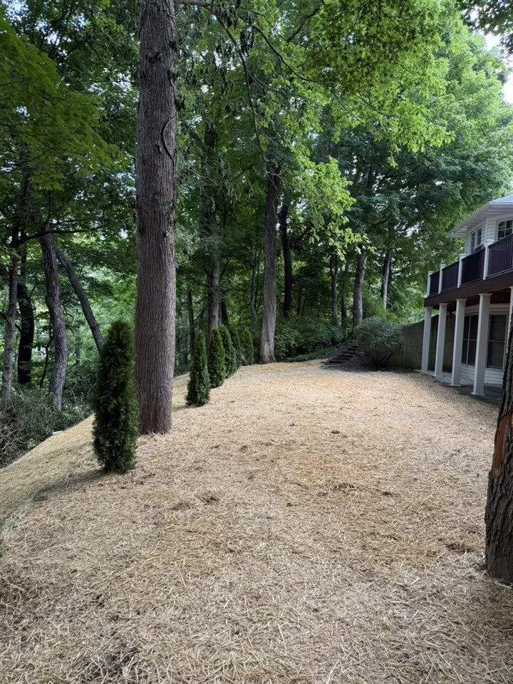 Backyard with a sloped yard, tall trees, small strategically placed evergreen shrubs, and a house with a deck on the right side.
