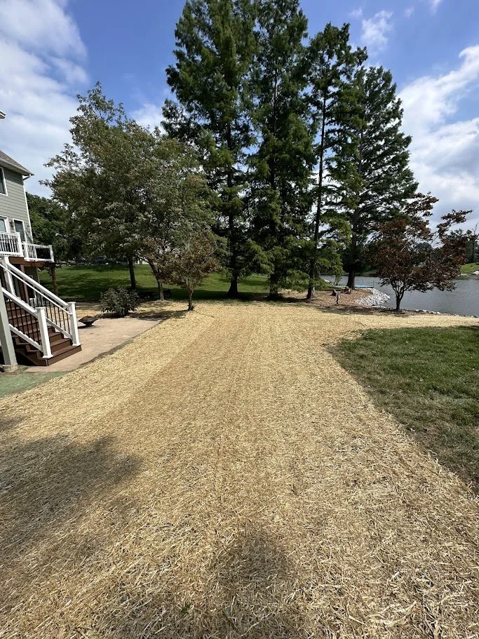 A backyard lawn being reseeded or prepared for grass, with a strip of straw covering the soil. There are tall trees, a house on the left with stairs, and a body of water visible in the background.