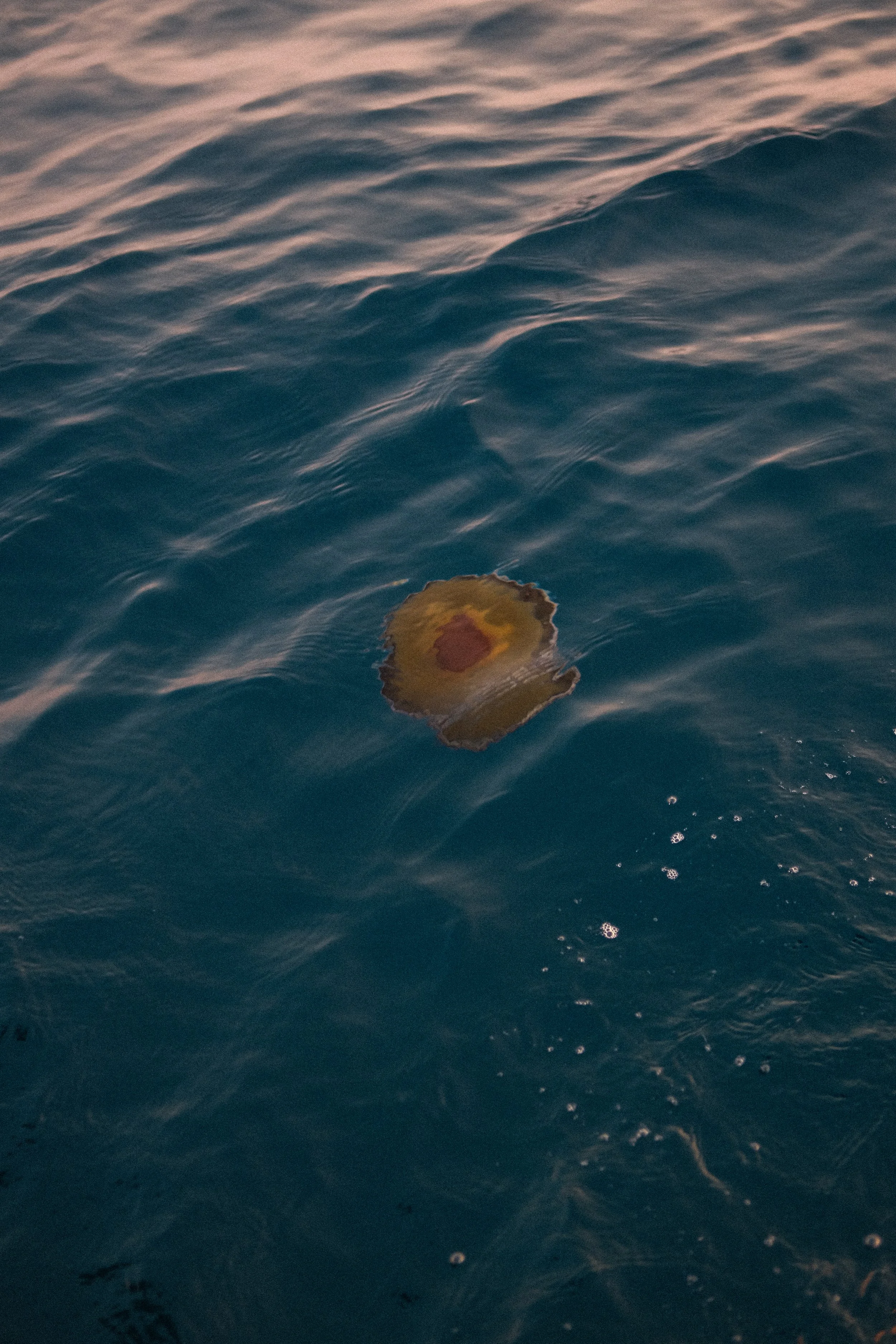 DSCF5383.jpg