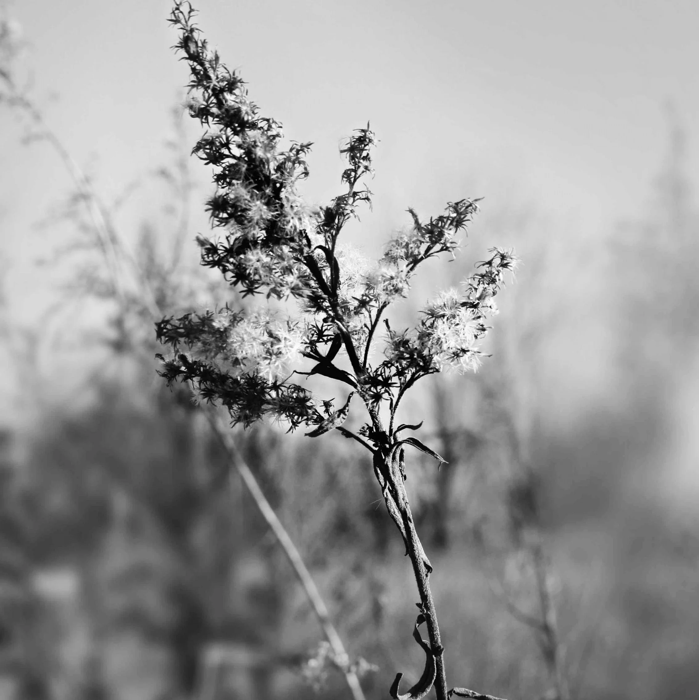 Black and white photo of a plant with small flowers on a thin, twisted stem, against a blurred background.