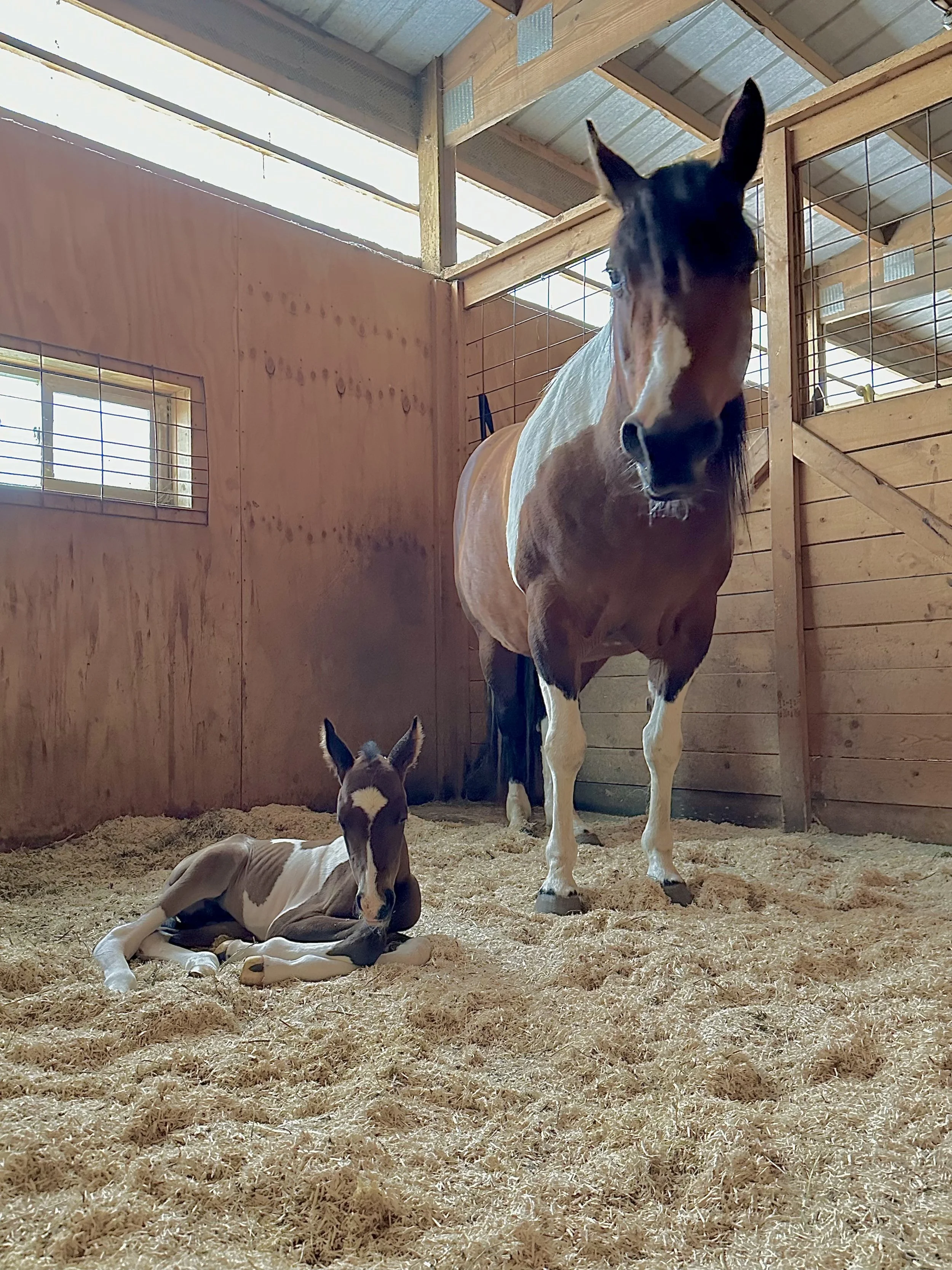 Stall Boarding Option 1