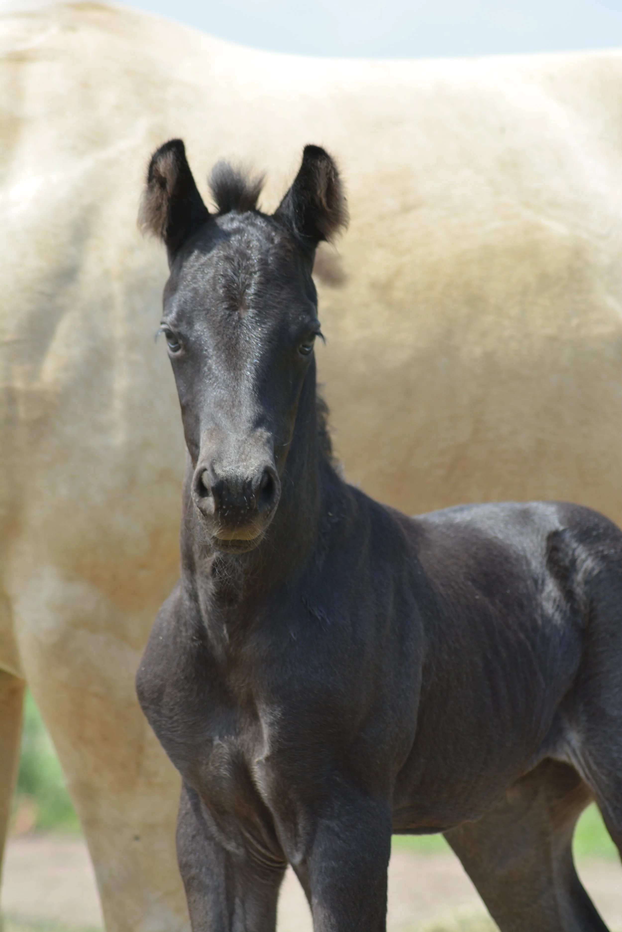 Foundation-Bred Colt Program
