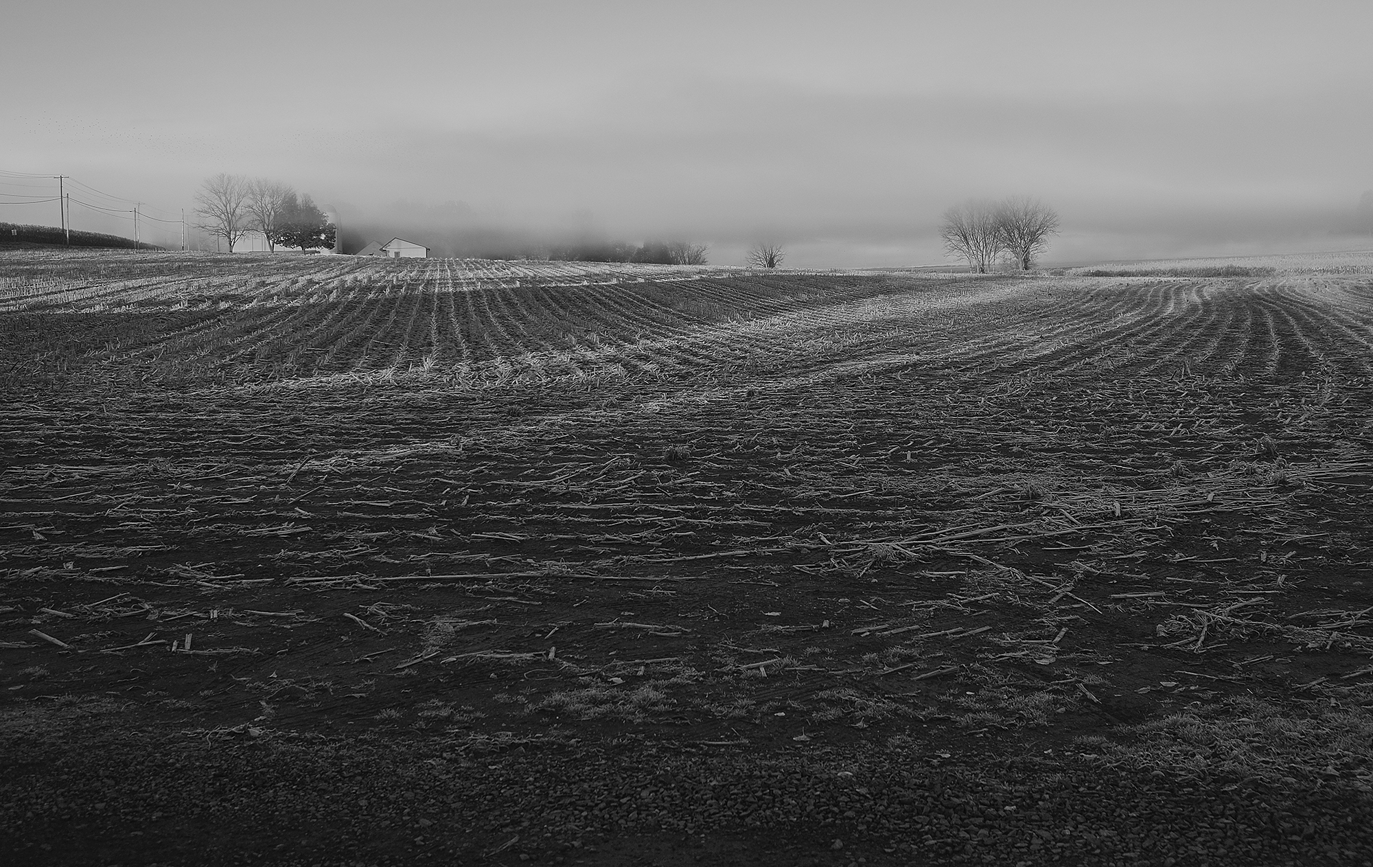 Frost Field
