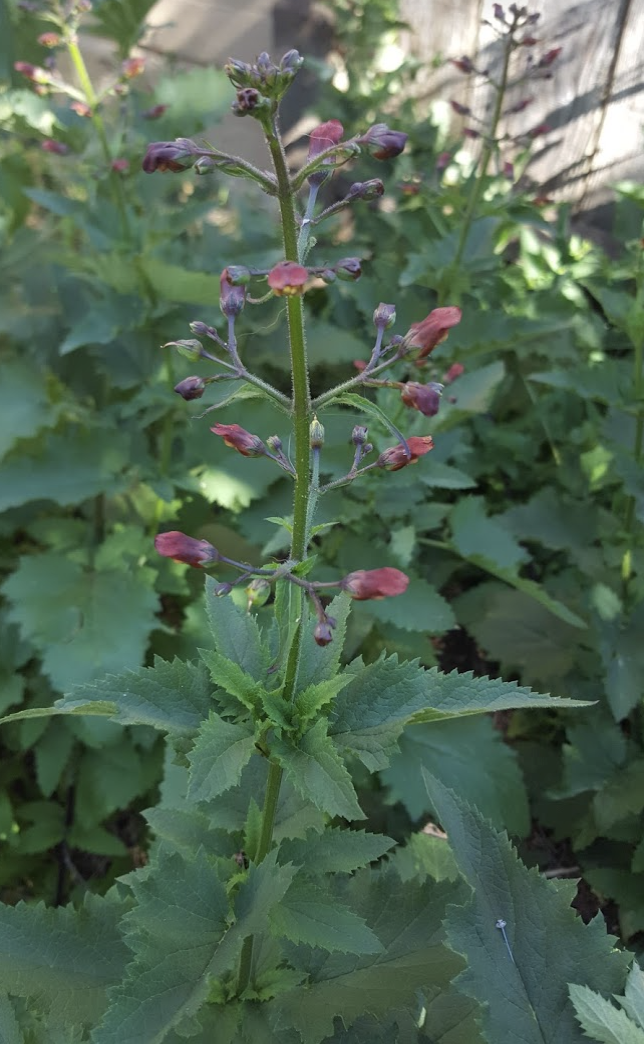 Bee Plant