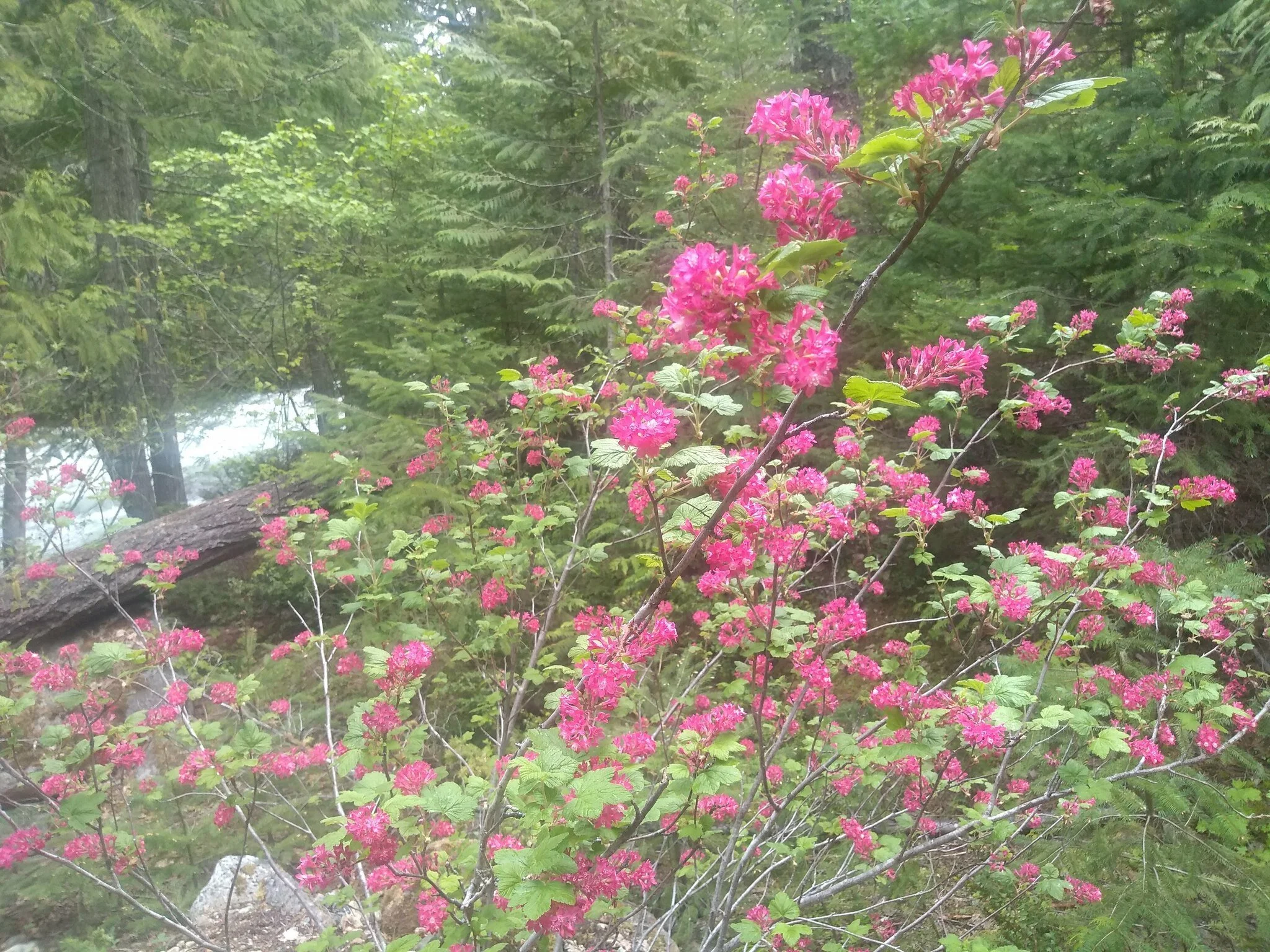 Red Flowering Currant