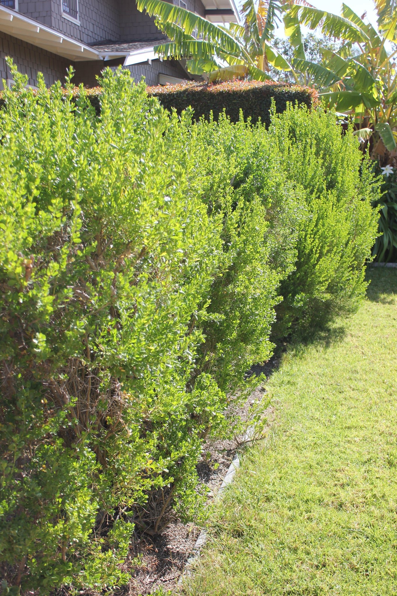 Coyote Bush