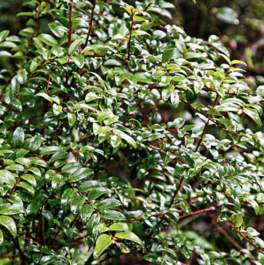 Evergreen Huckleberry
