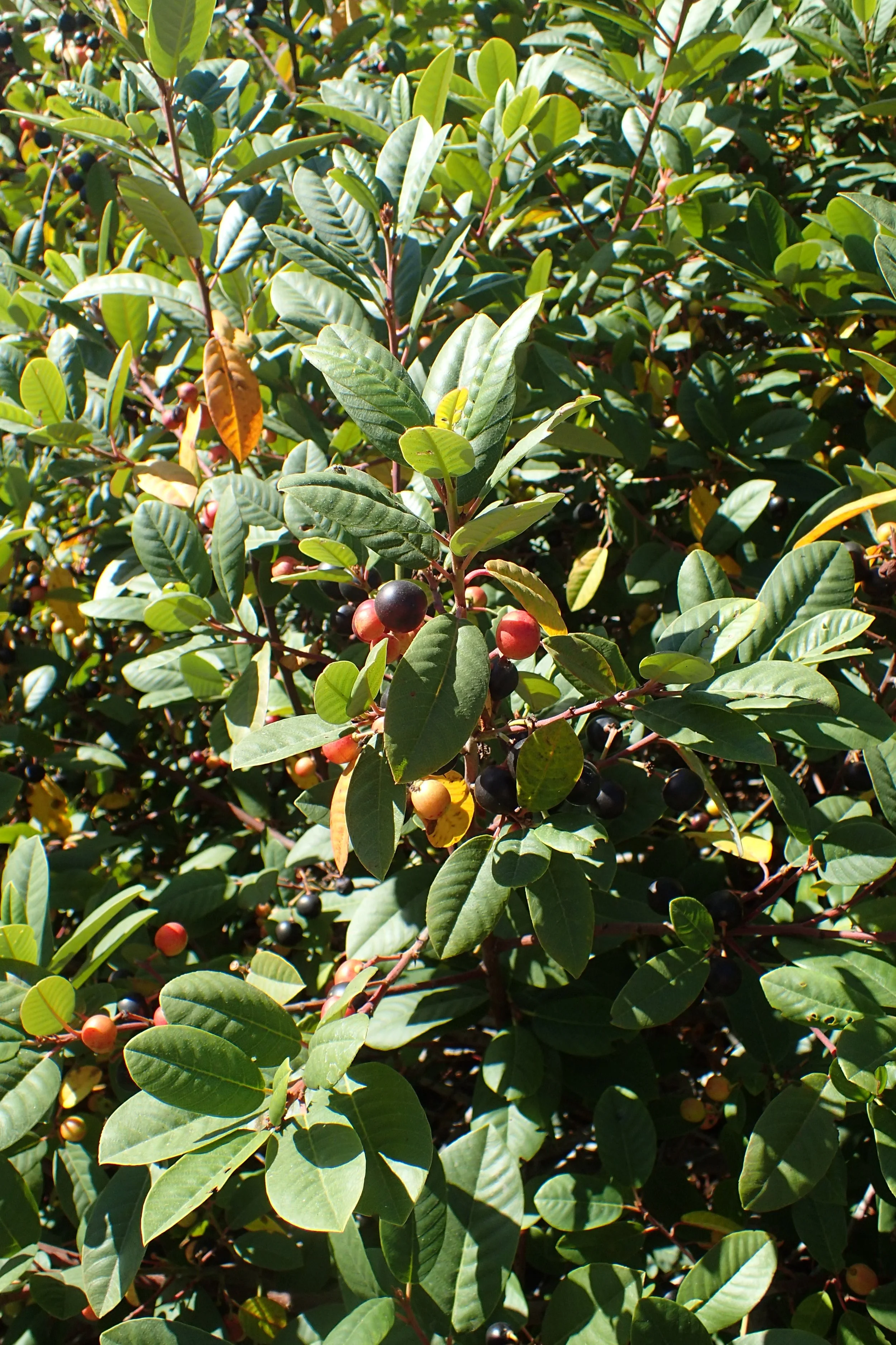 Coffeeberry