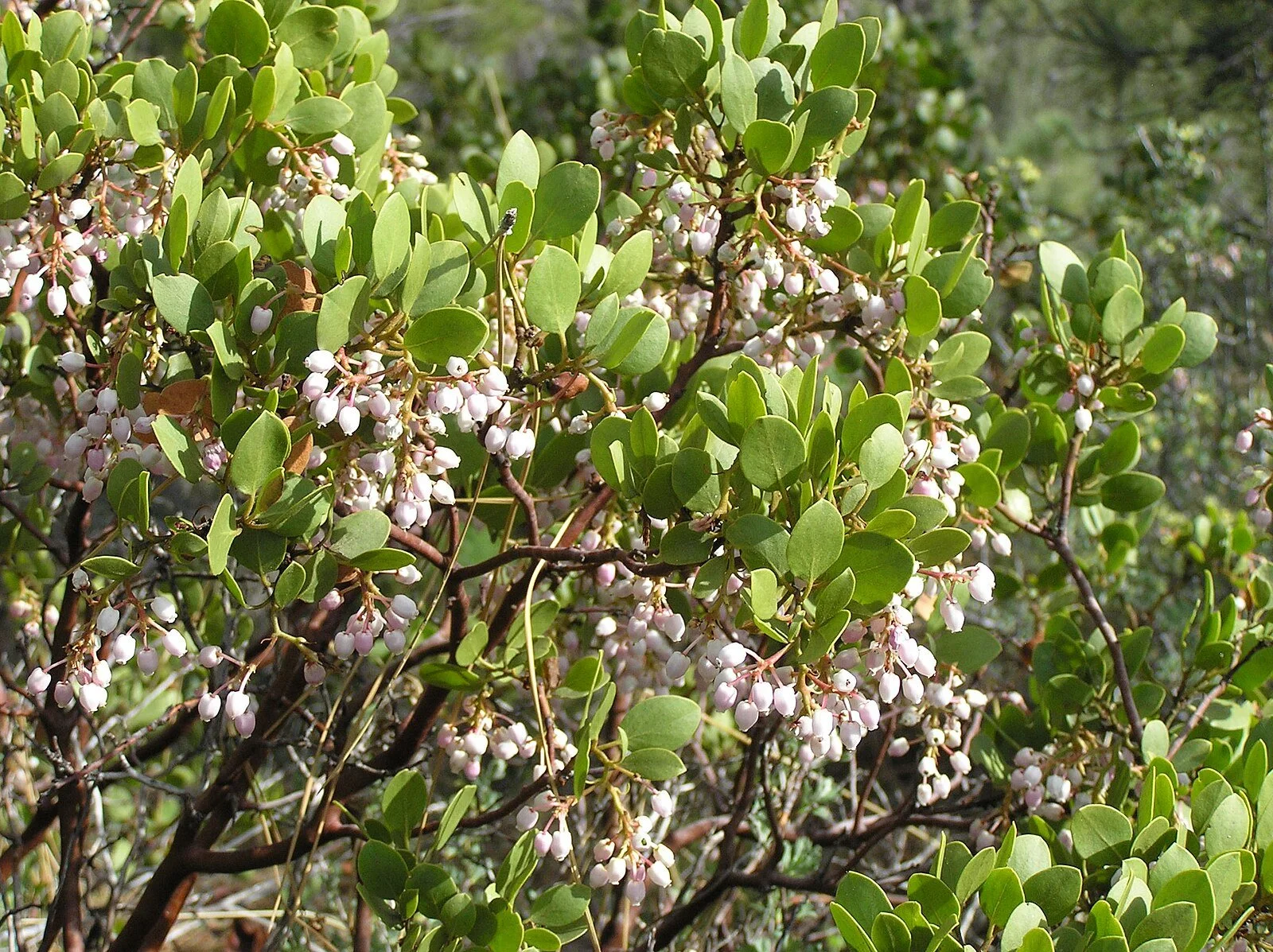 Common Manzanita