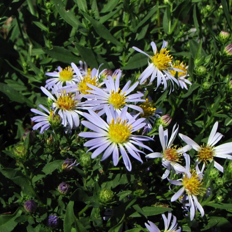 California Aster