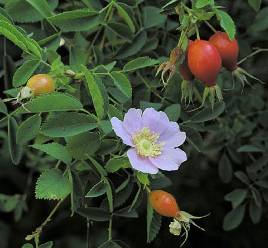 California Wildrose