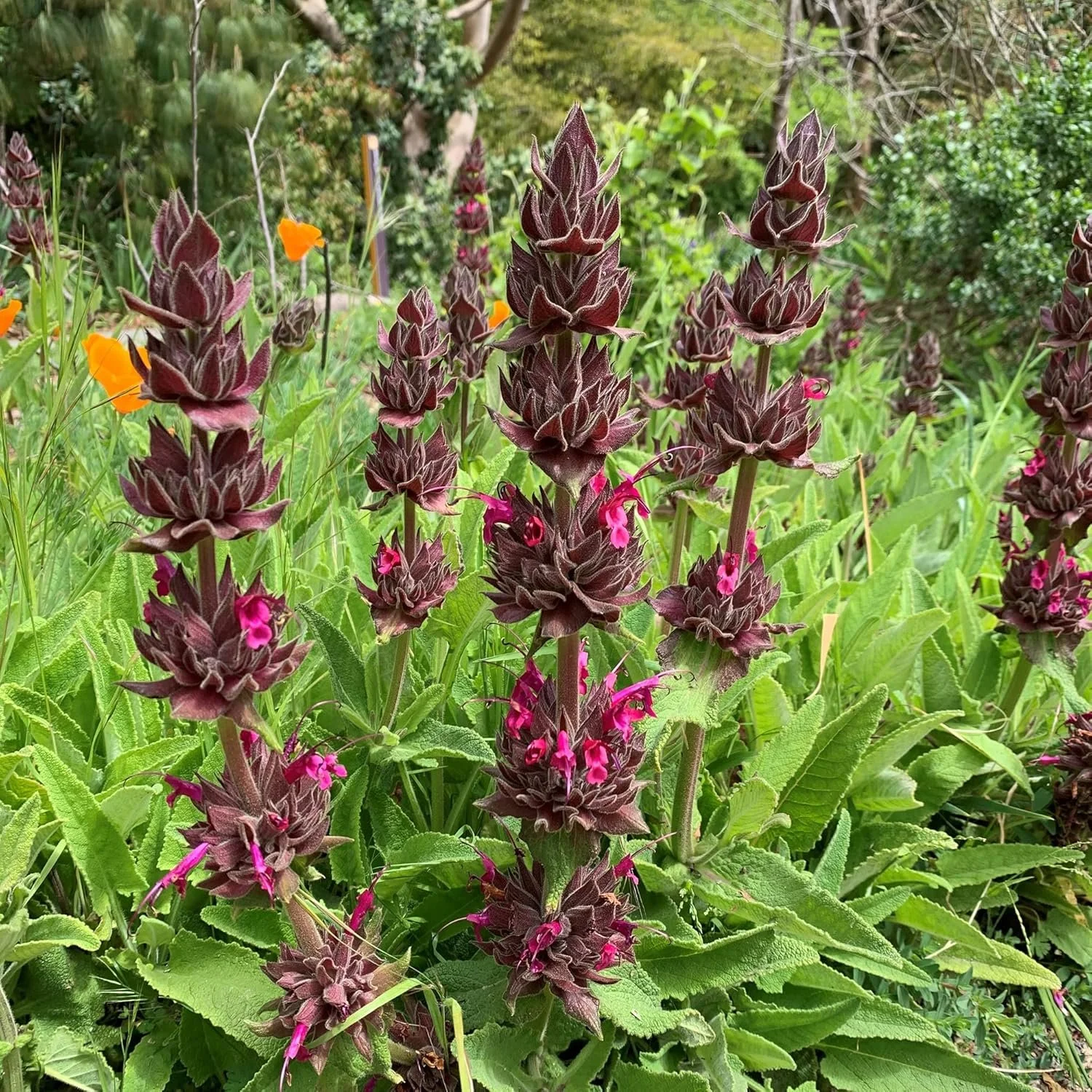 Hummingbird Sage