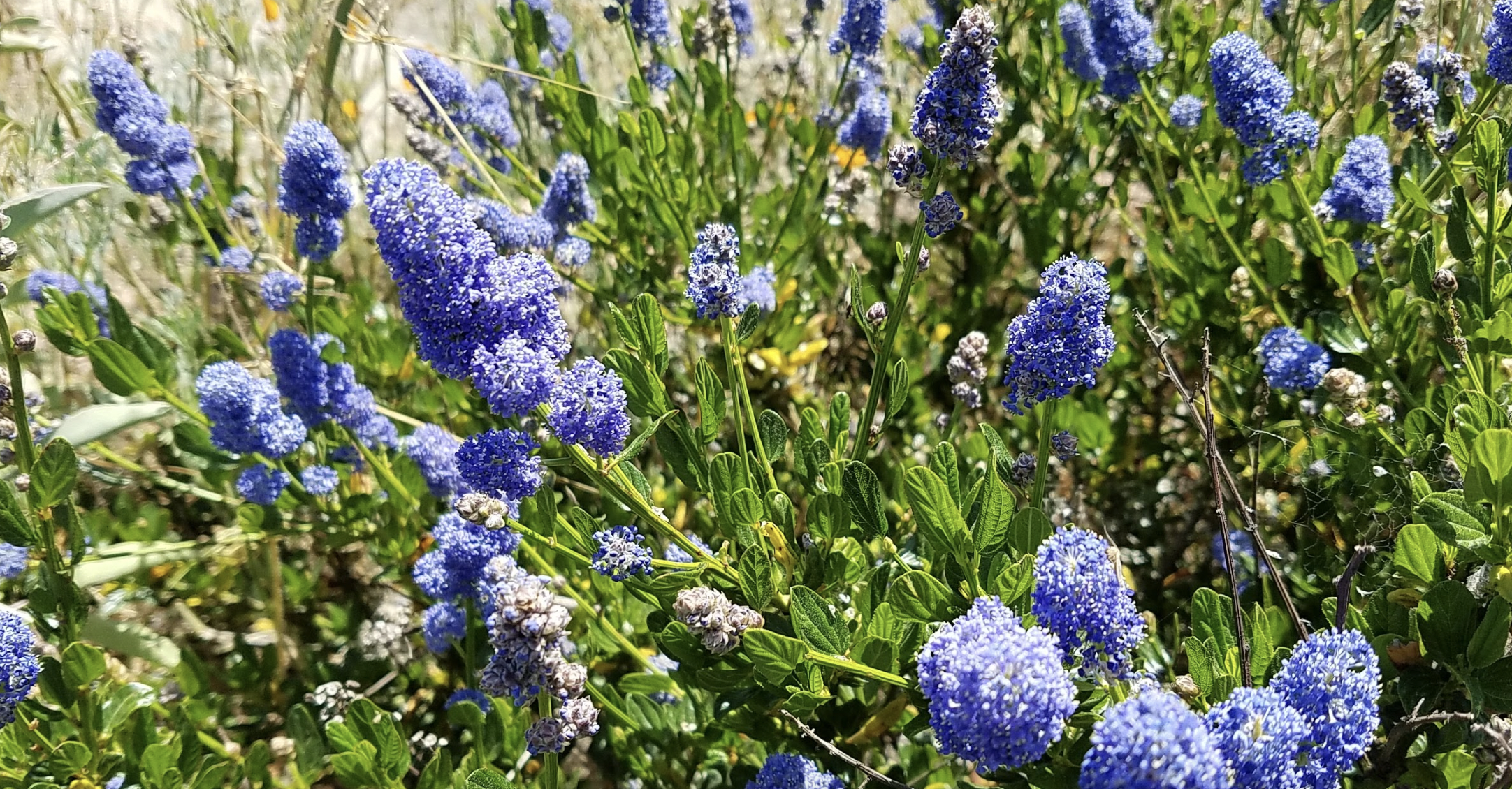 Blueblossom Ceanothus