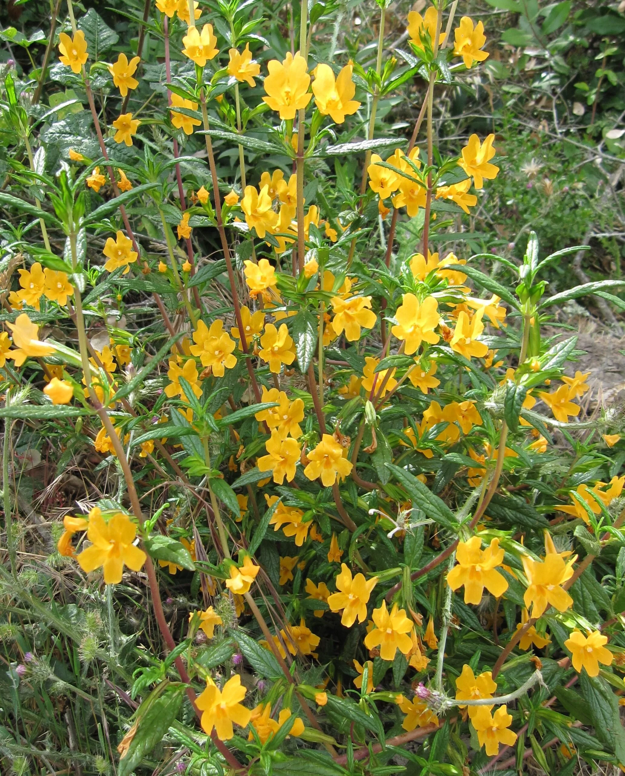 Sticky monkeyflower