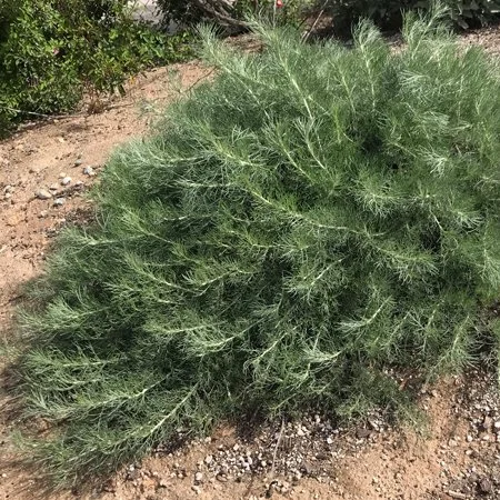 California Sagebrush