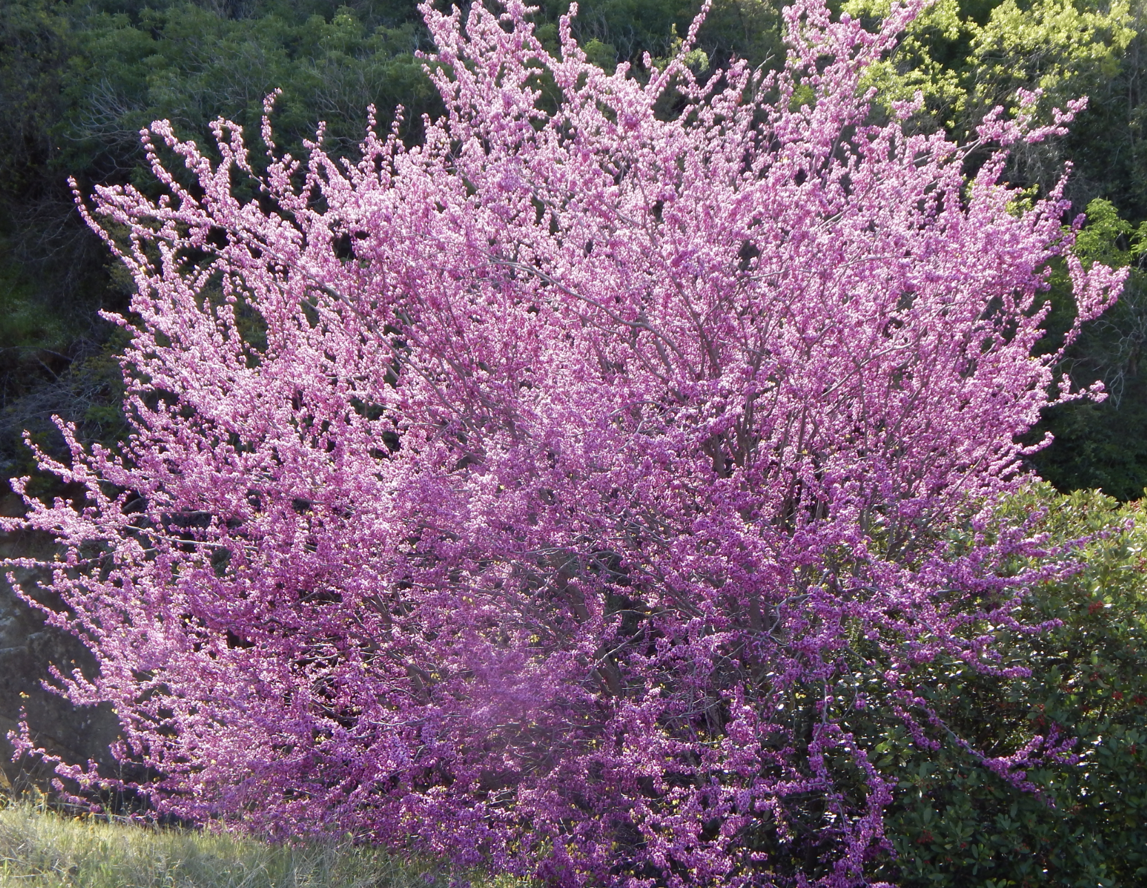 Western Redbud