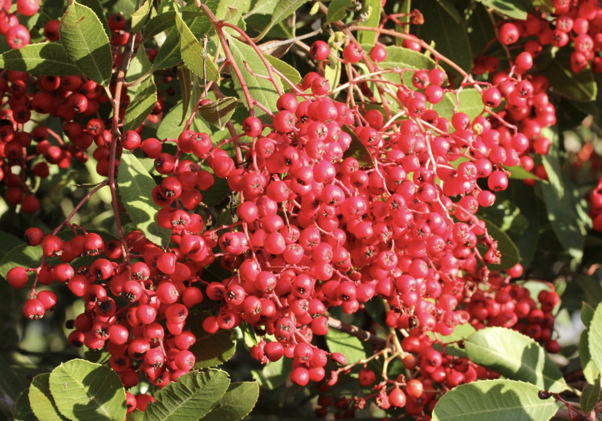 Toyon