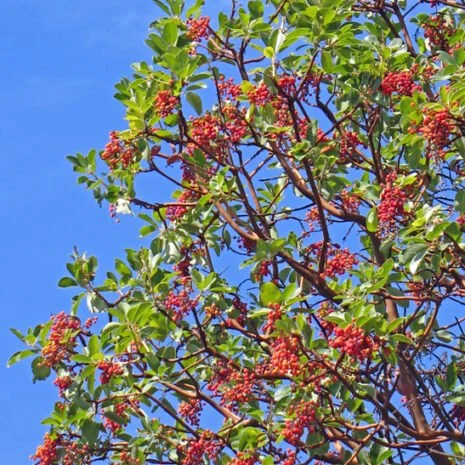 Pacific Madrone